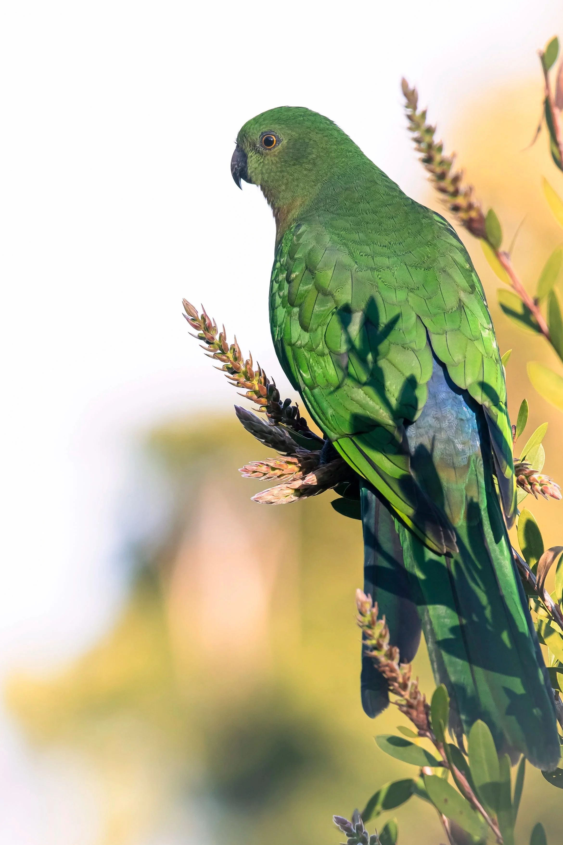 Female+King+Parrot+A4.jpg