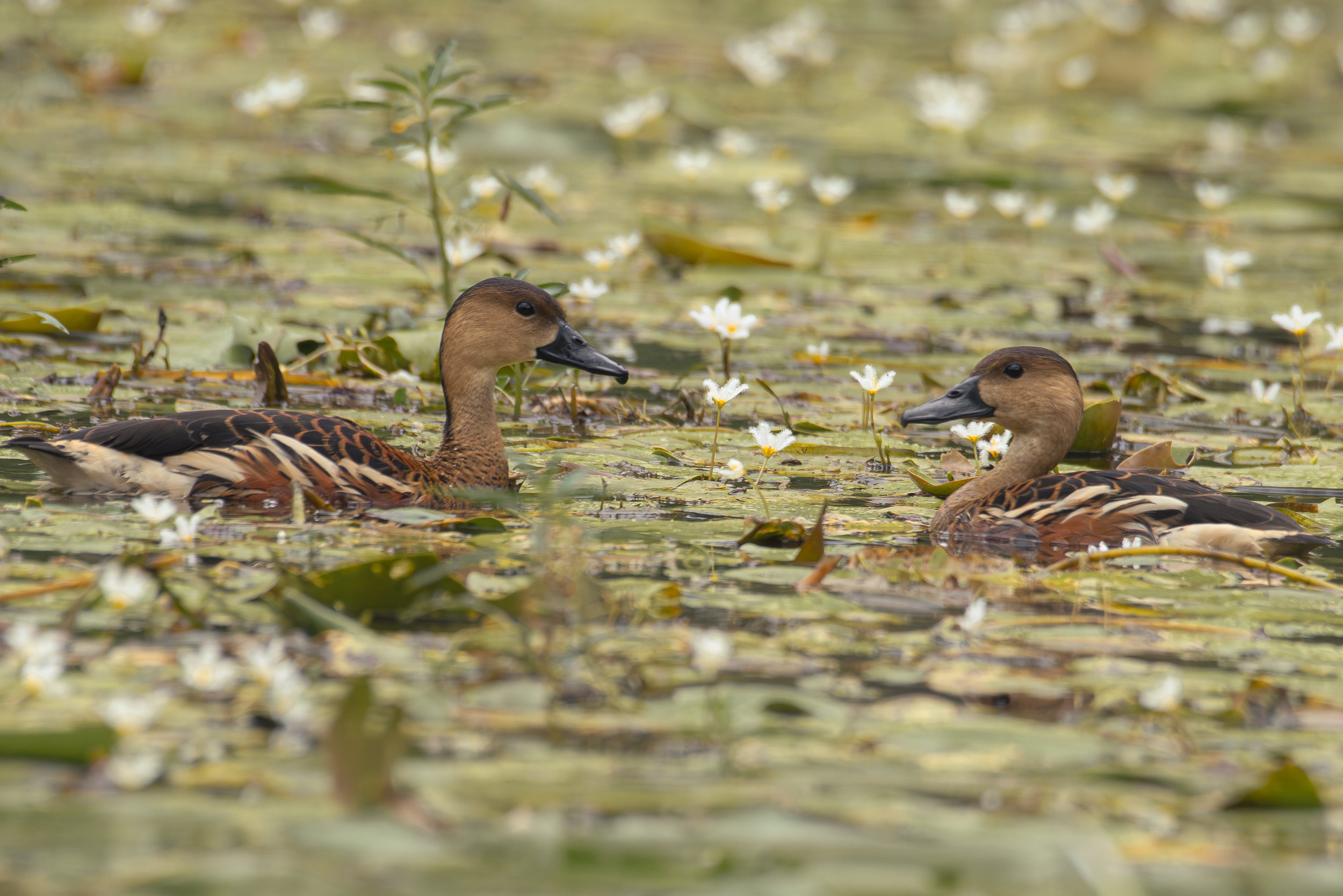 Wandering Whistling Ducks.jpg