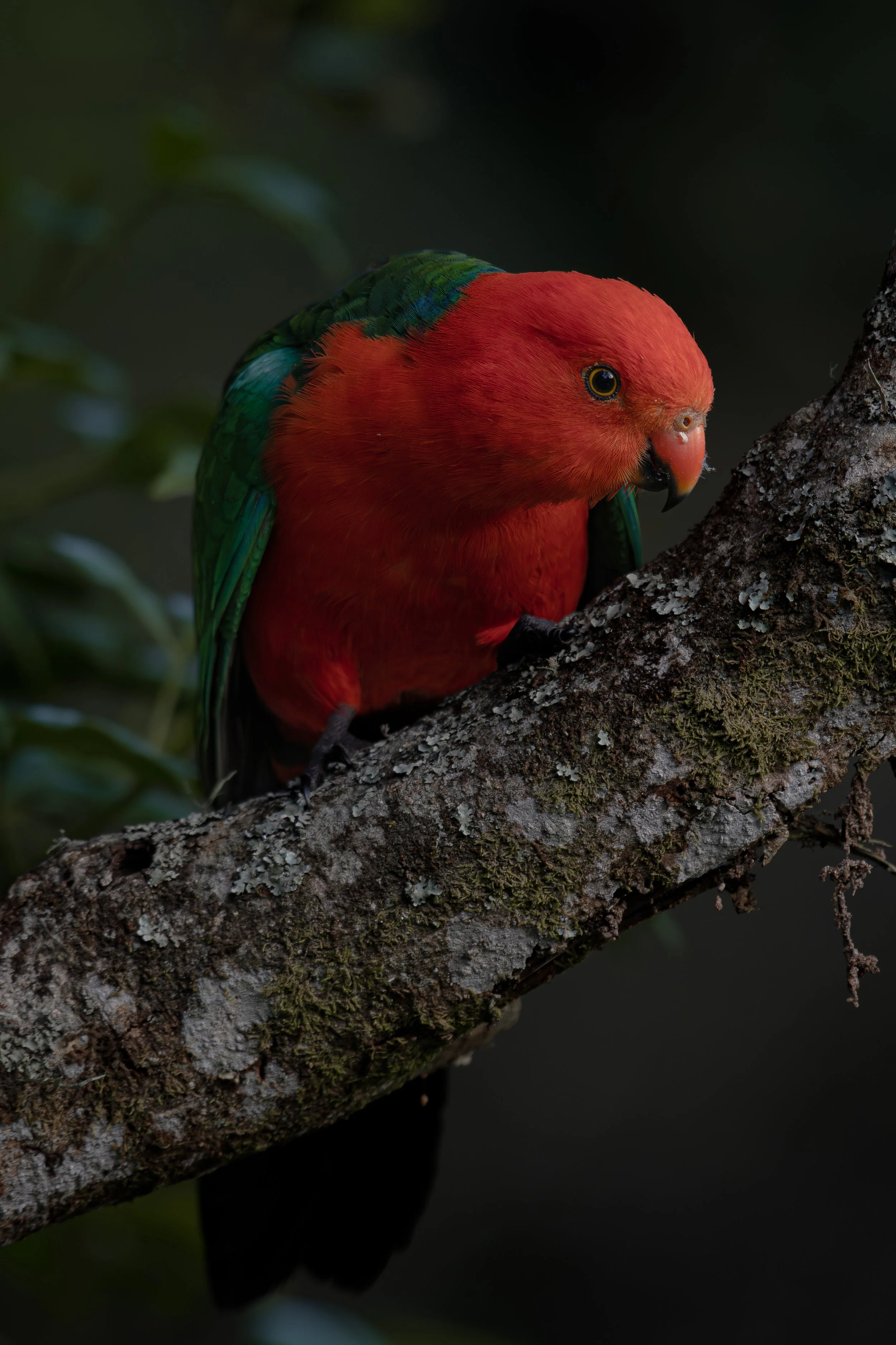 King Parrot.jpg