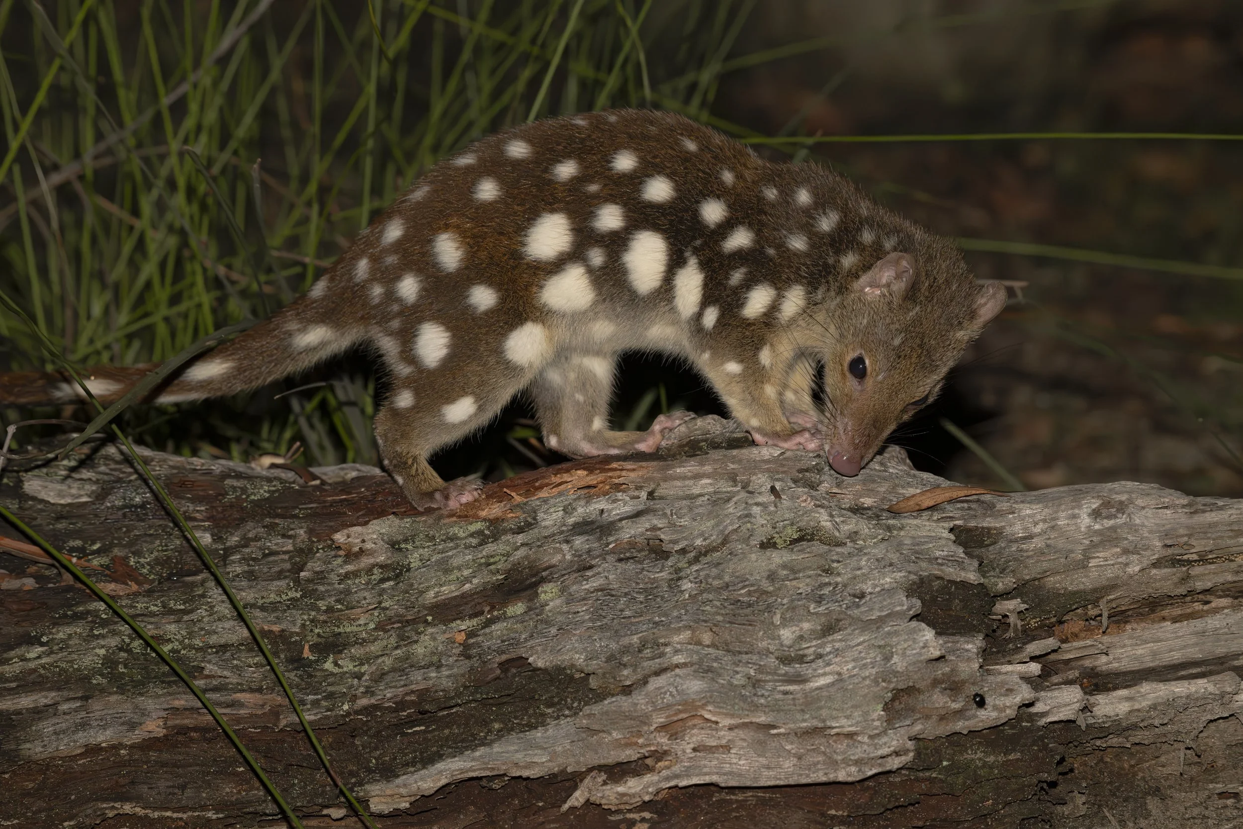 Spotted-tailed Quoll.jpg