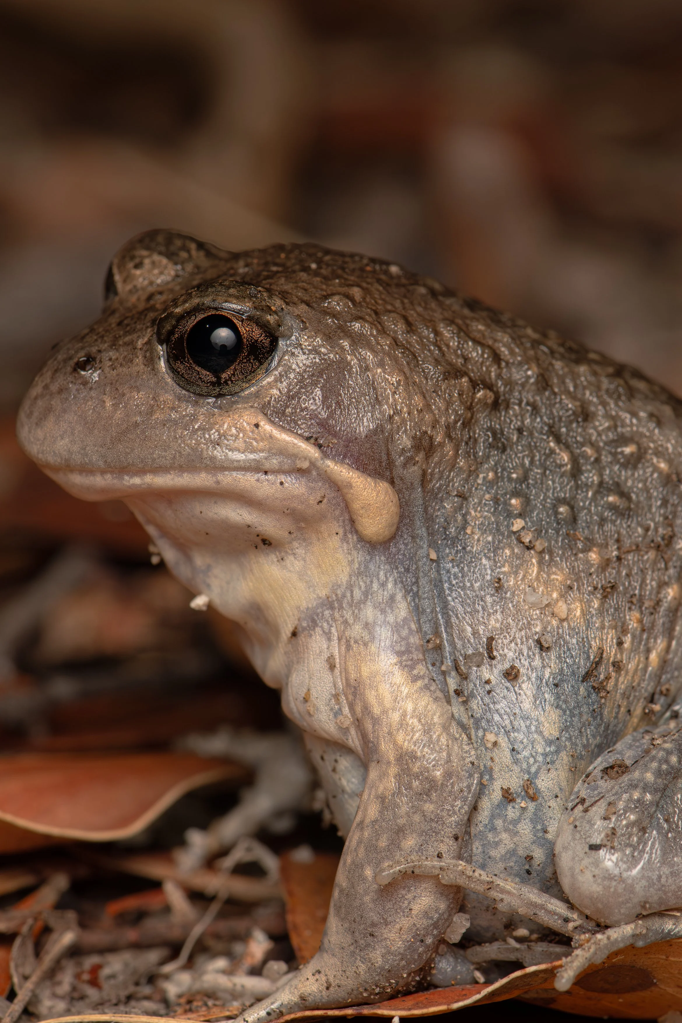 Pobblebonk Portrait.jpg