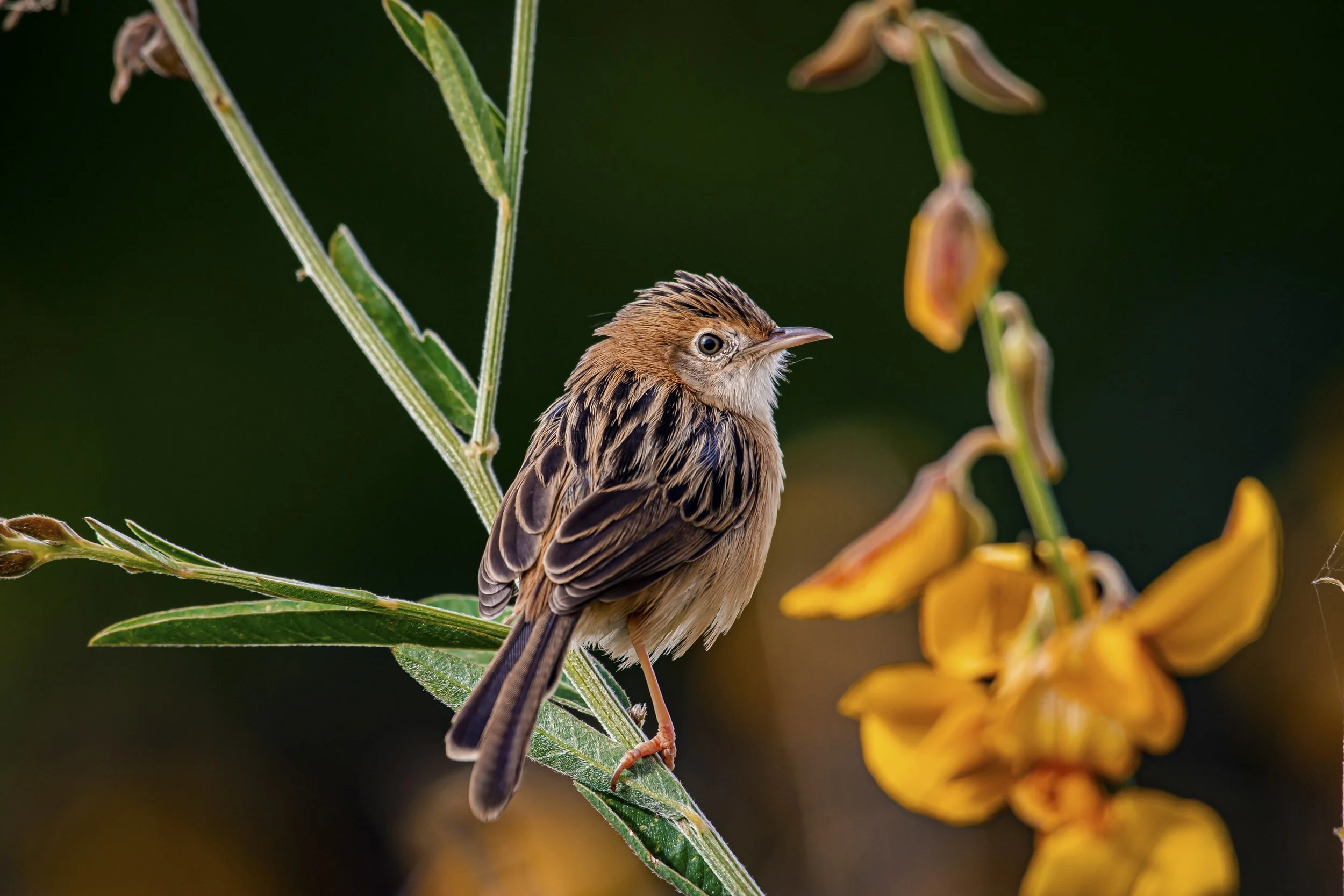 Golden-headed Cisticola - Landscape