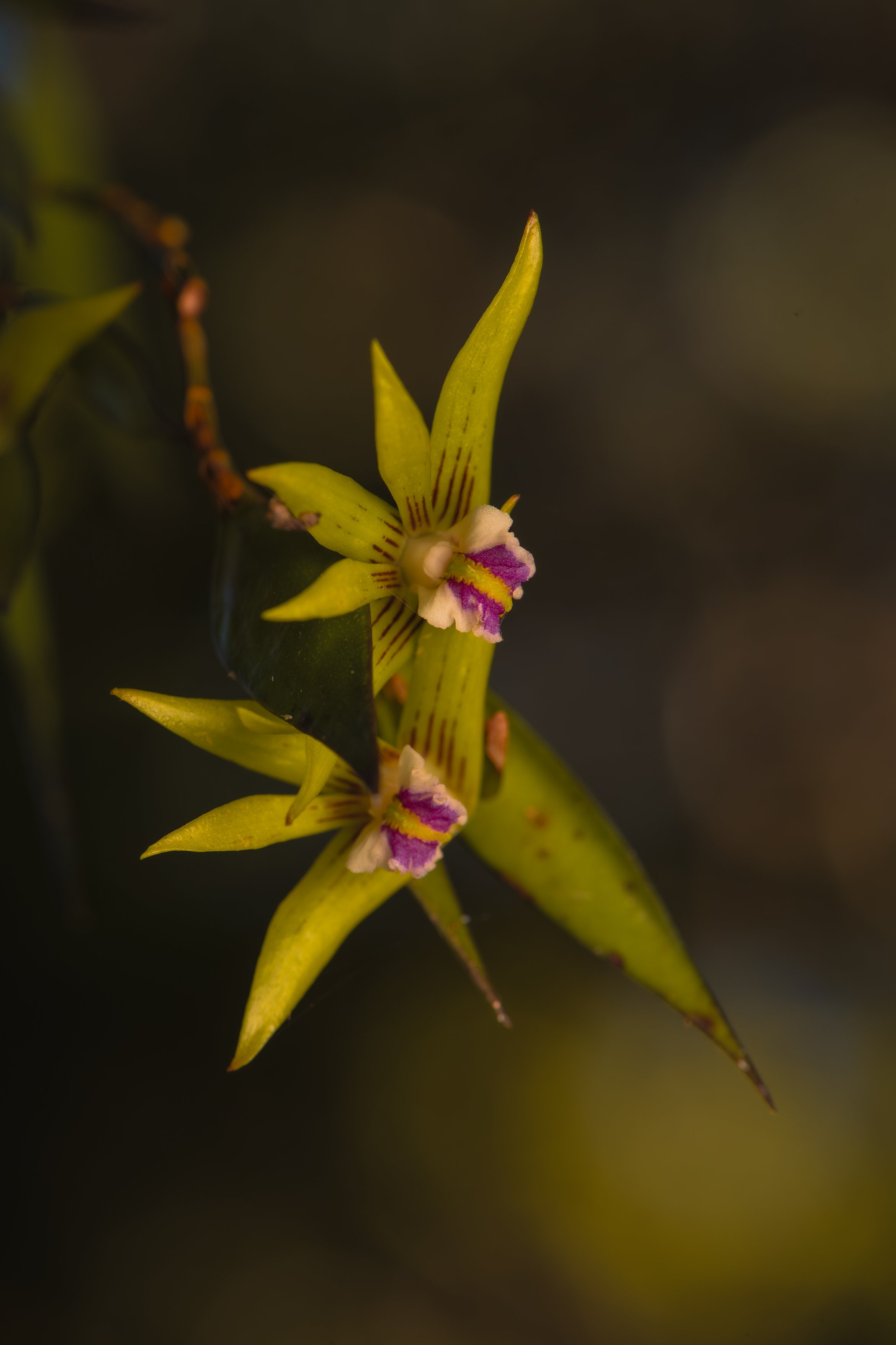 Dagger Orchid A4.jpg