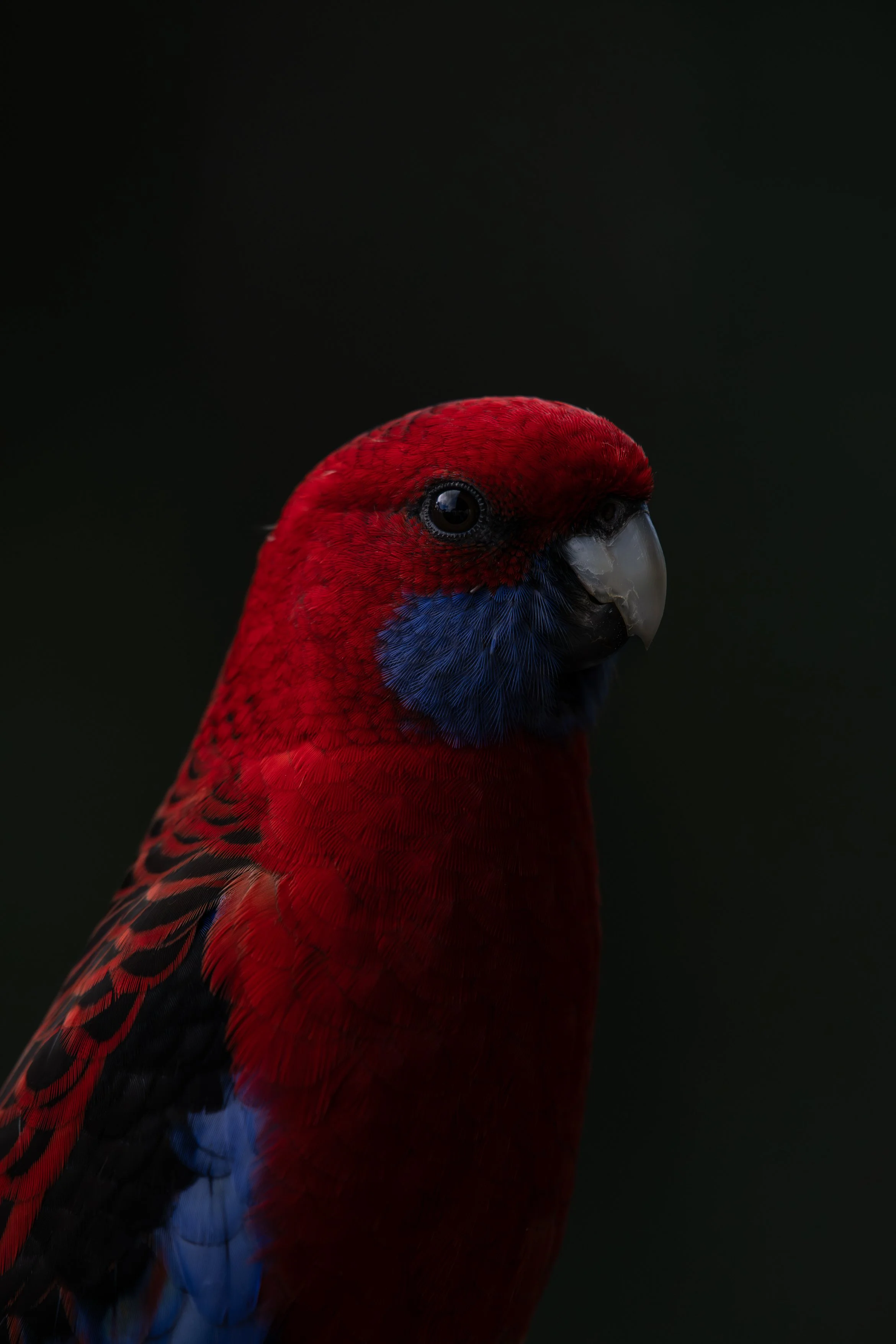 Crimson Rosella Portrait