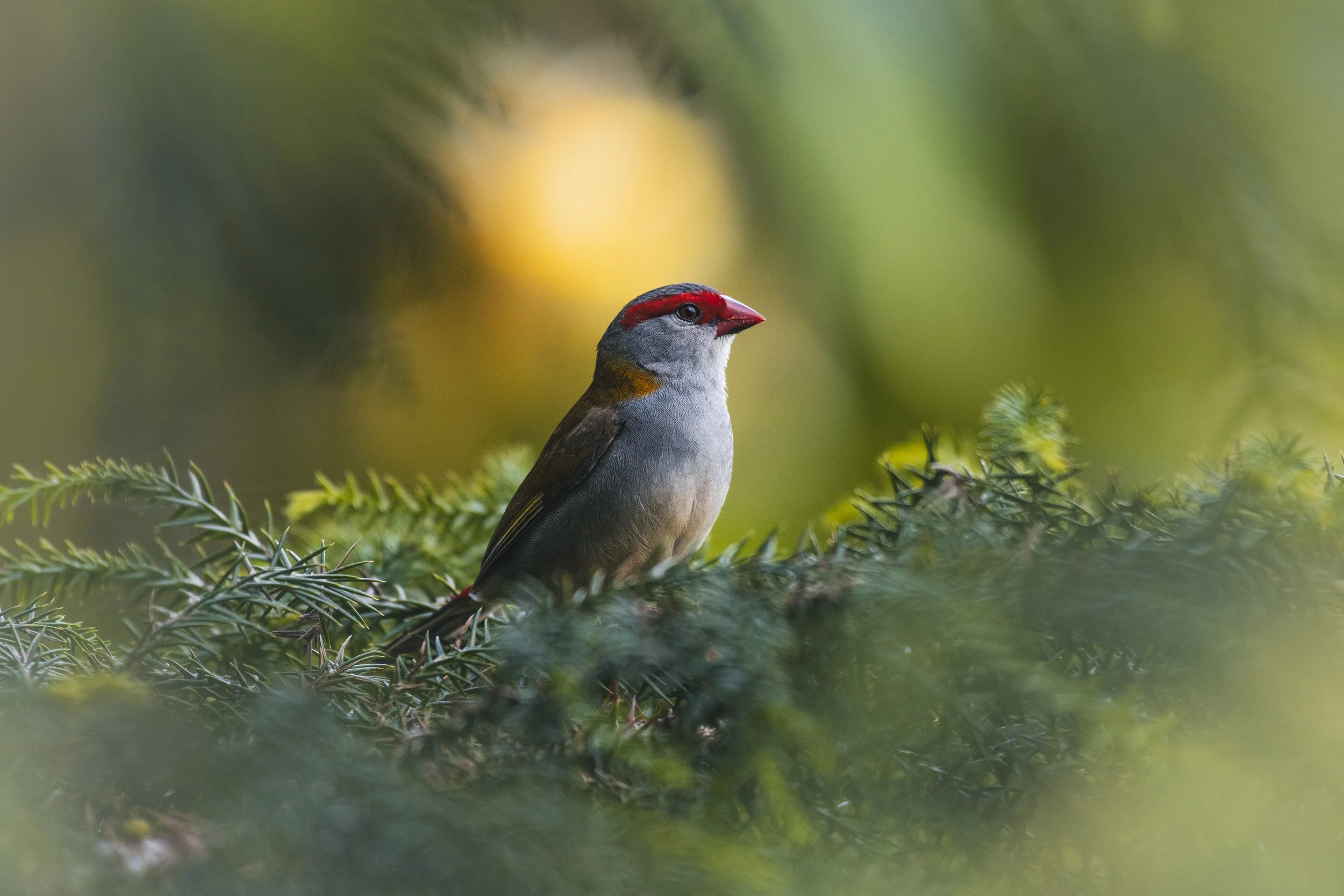 Red-browed Finch- Landscape