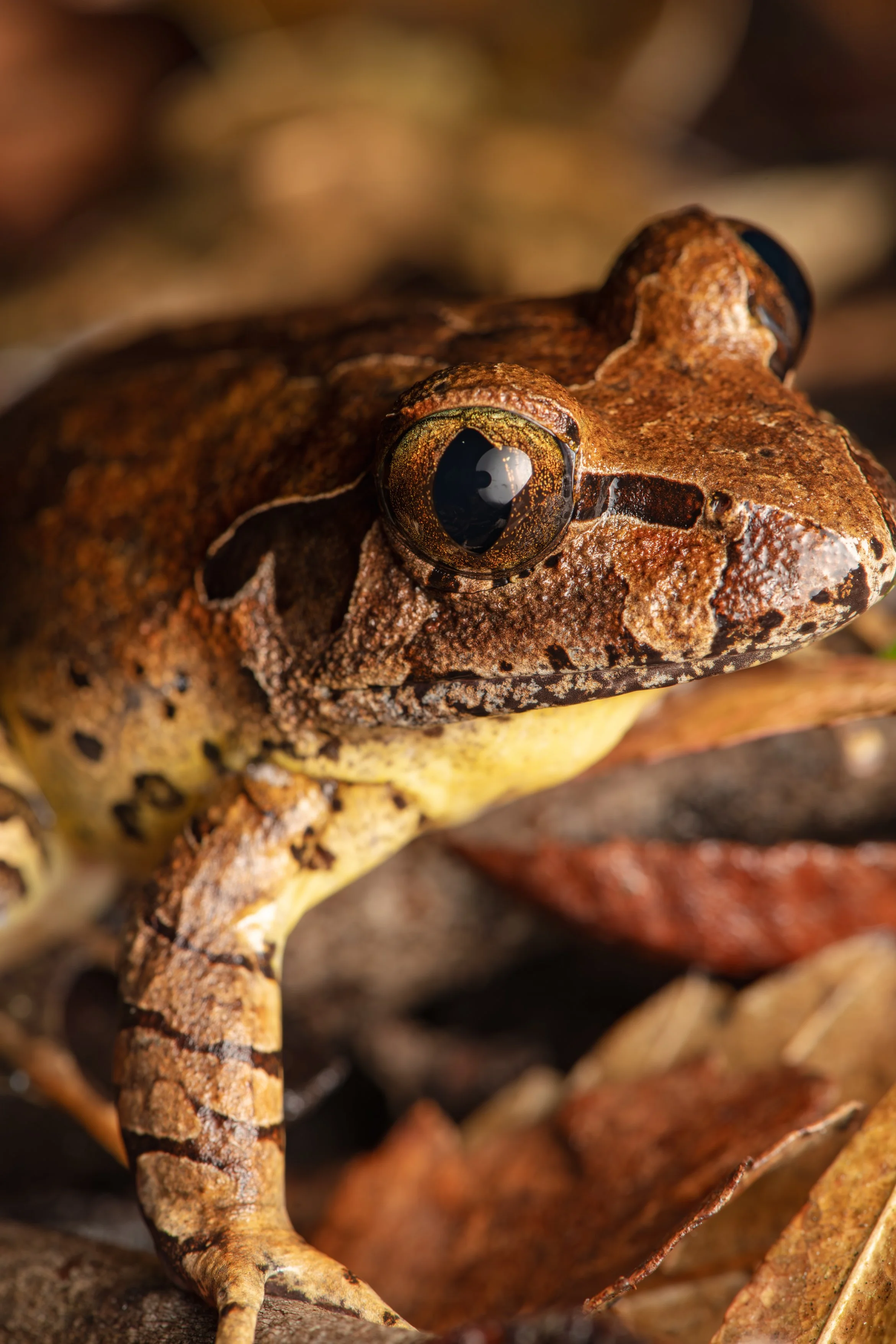 Fleay's Barred Frog