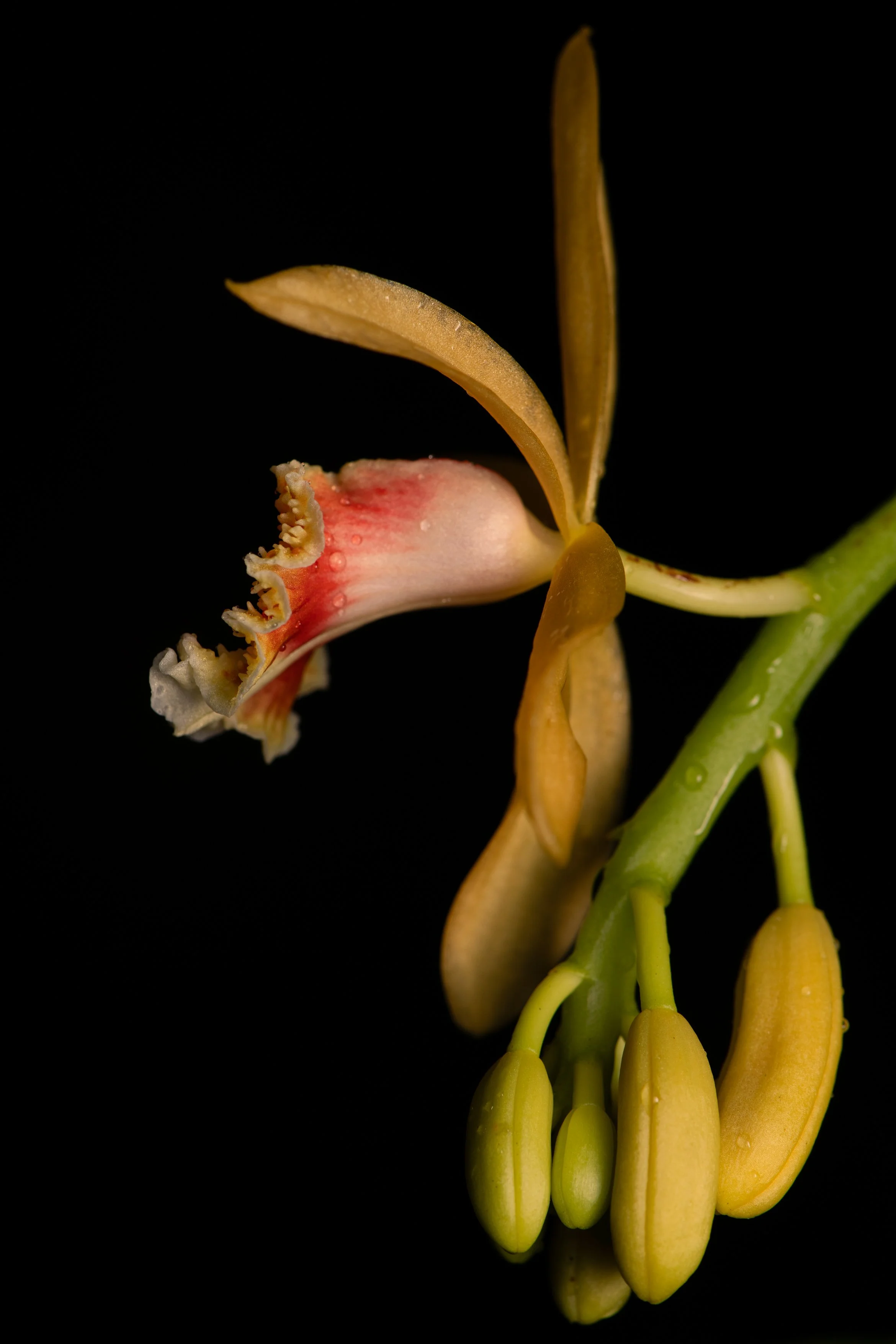 Great Climbing Orchid