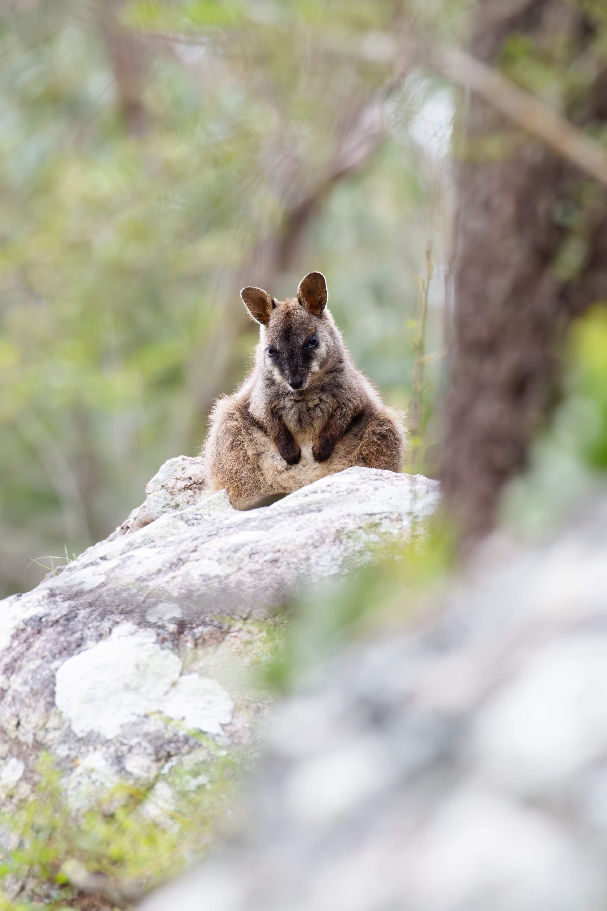 Brush-tailed Rock Wallaby A4.jpg
