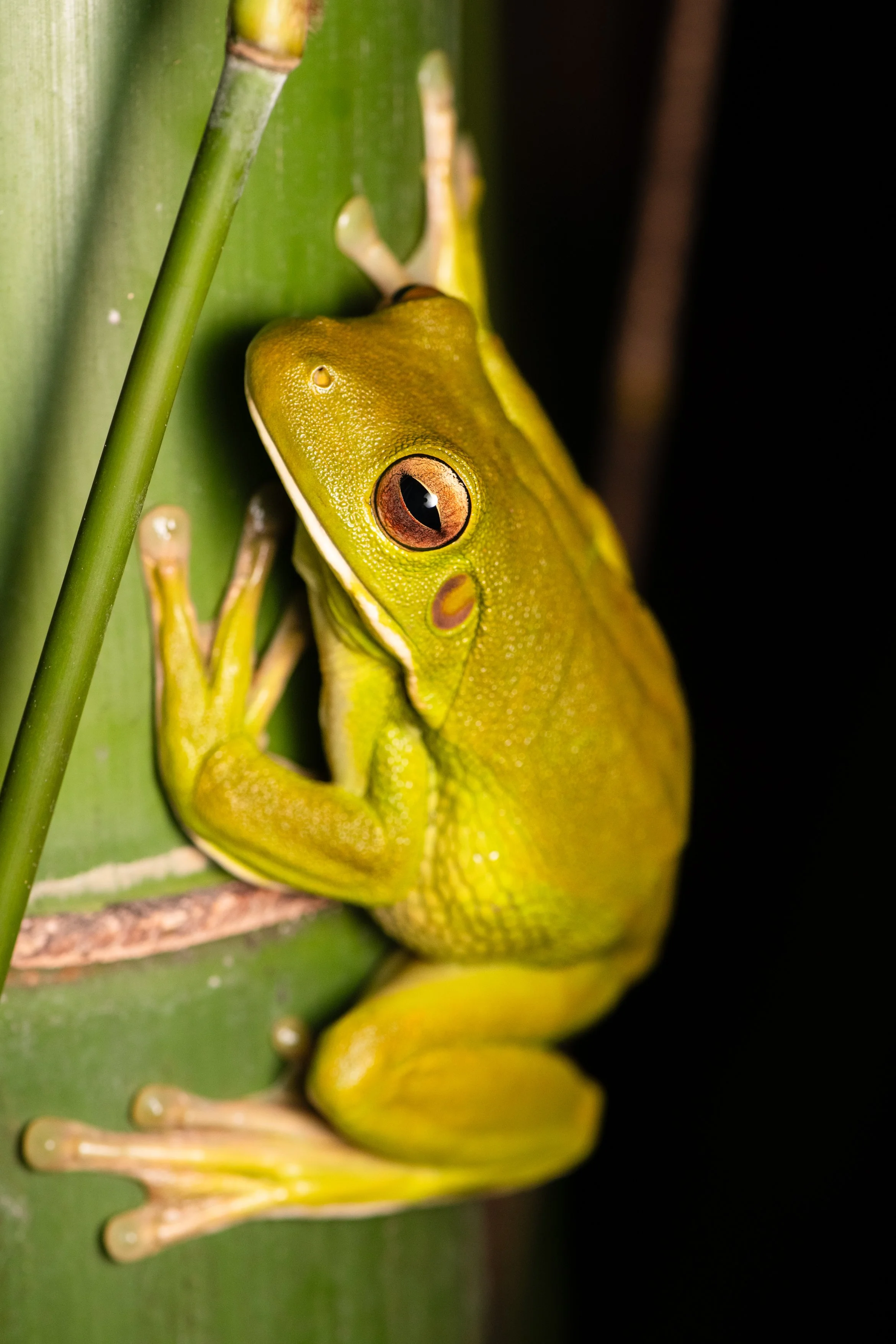 White-lipped Tree Frog A4.jpg
