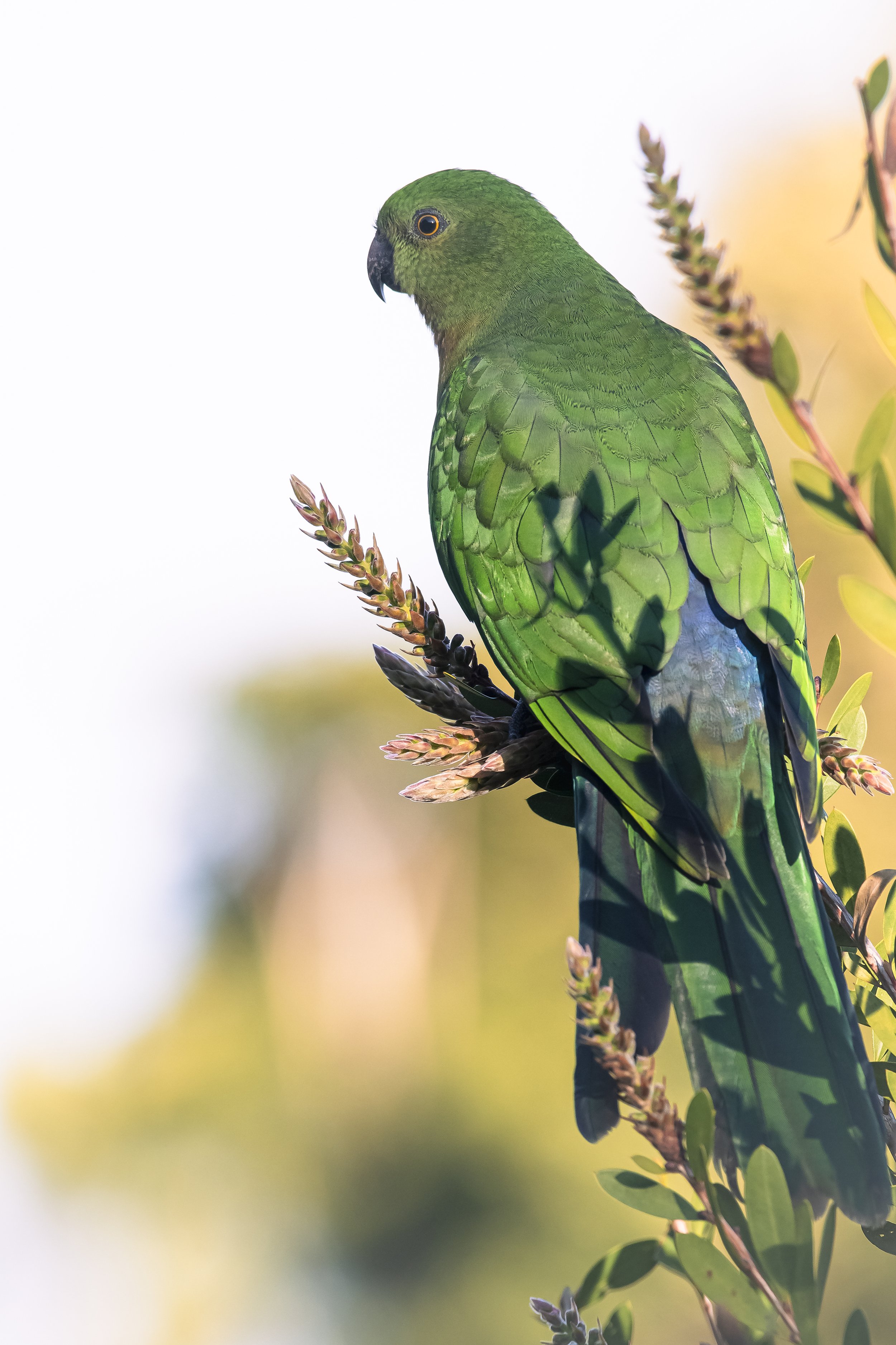 Female King Parrot A3.jpg
