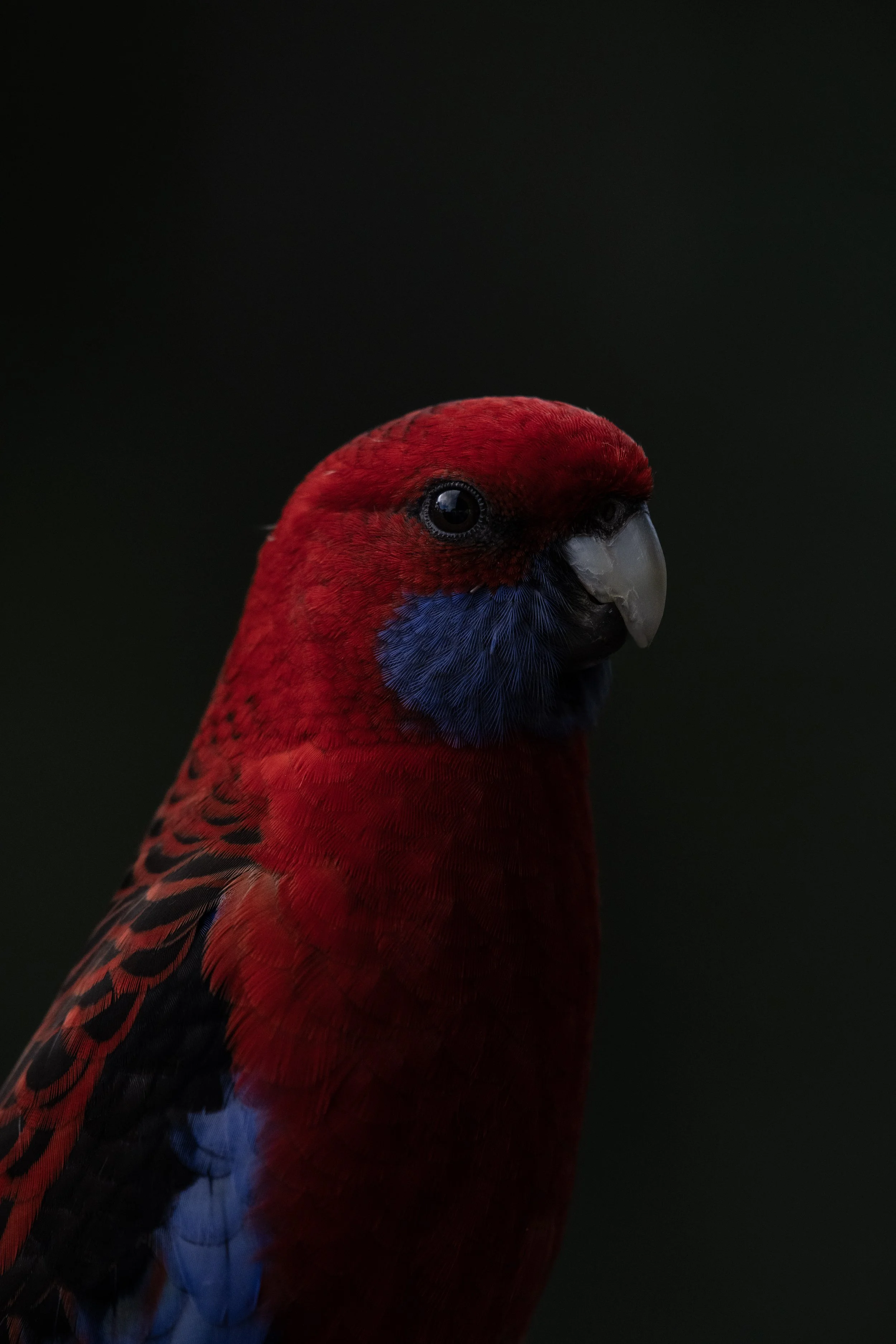CRIMSON ROSELLA