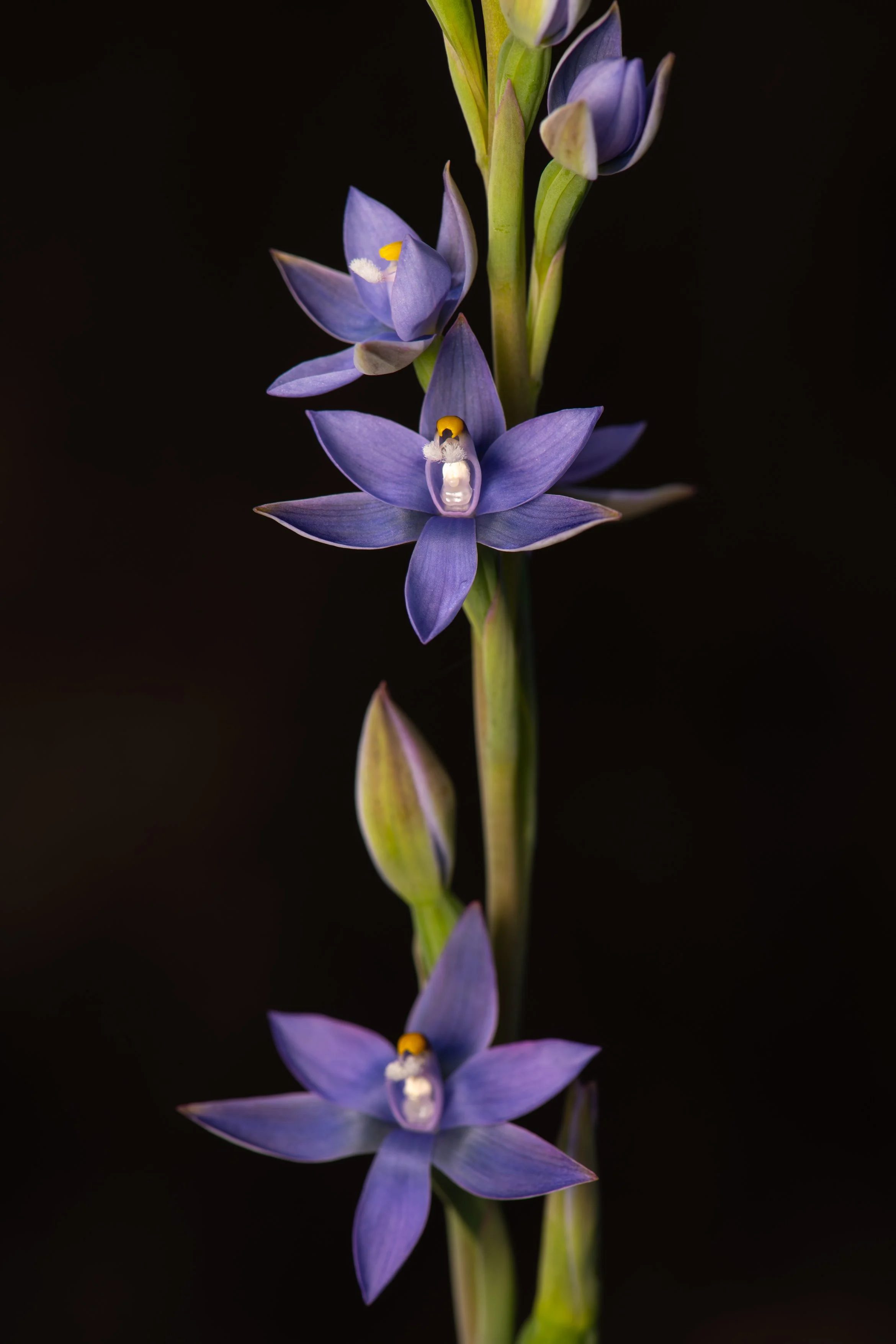 Mauve-tufted Sun Orchid A4.jpg
