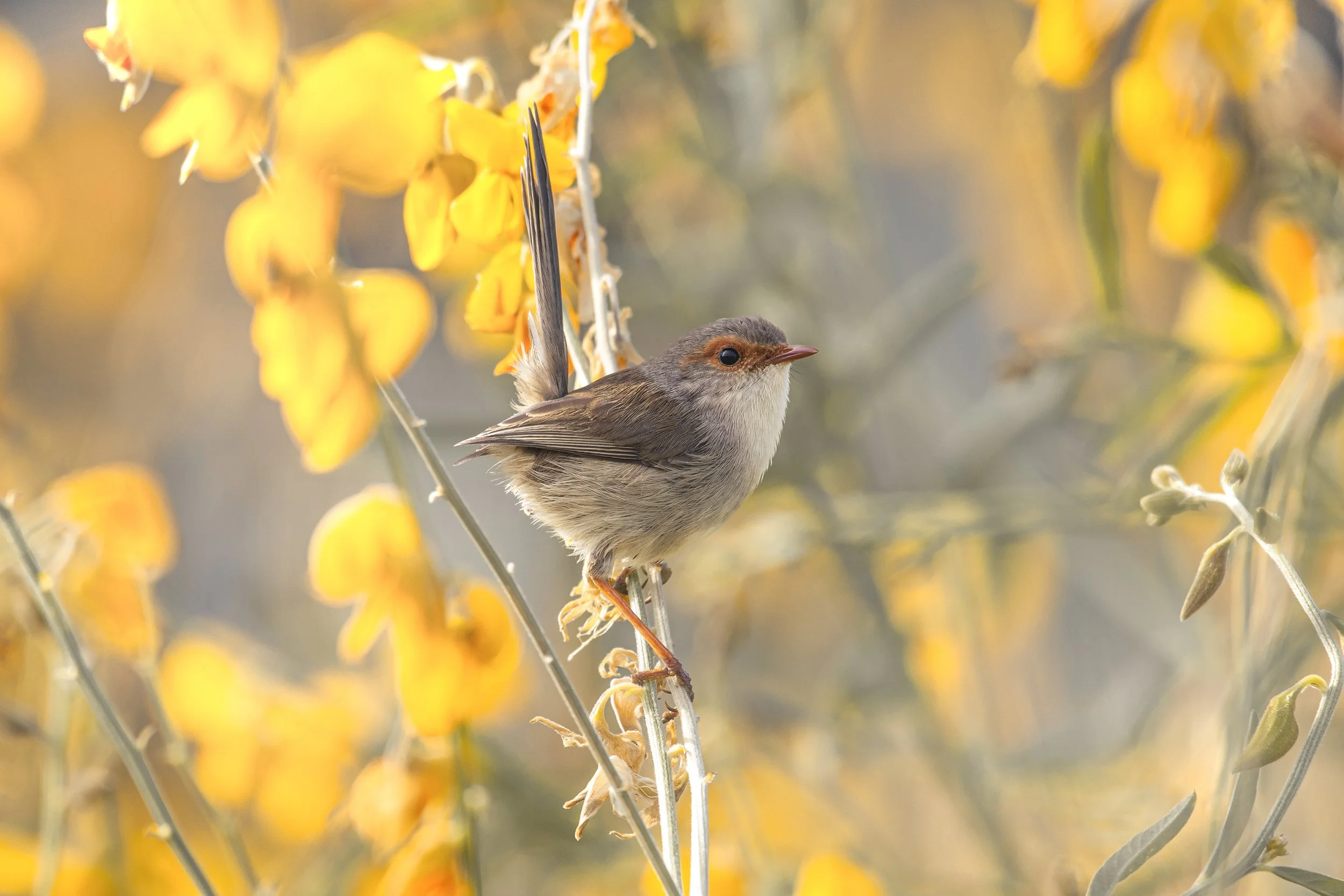 Splendid Fairy Wren.jpg