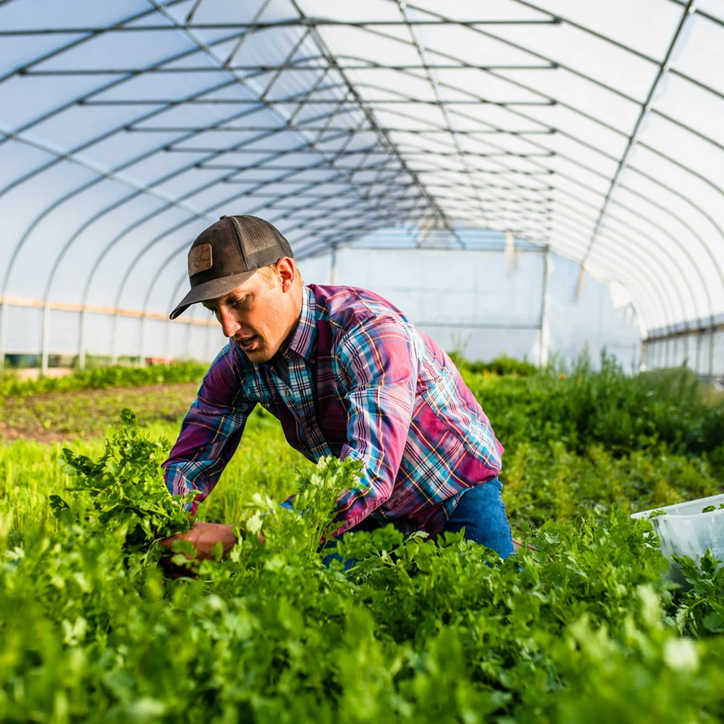 A man working inside a greenhouse, harvesting or tending to green leafy plants.