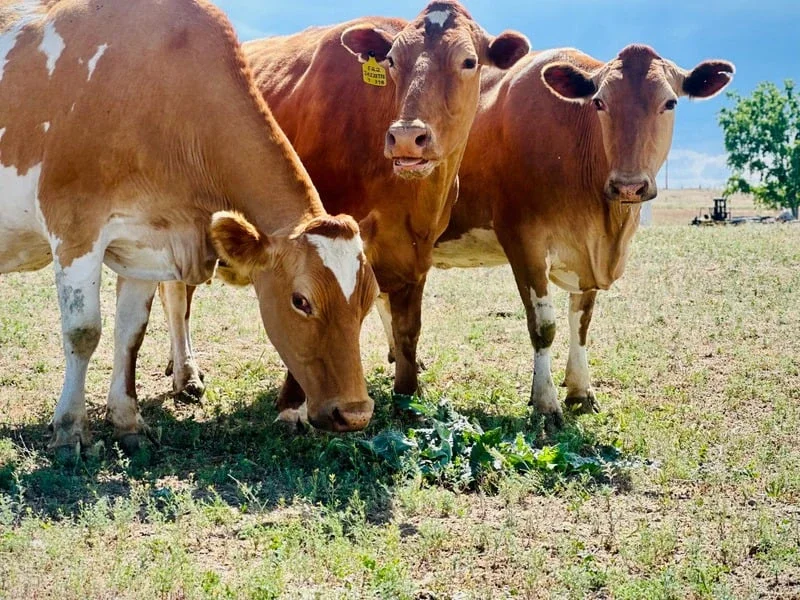 R Bar H Dairy
