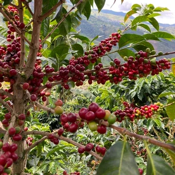 Café Mulé (Iron Mule Coffee)