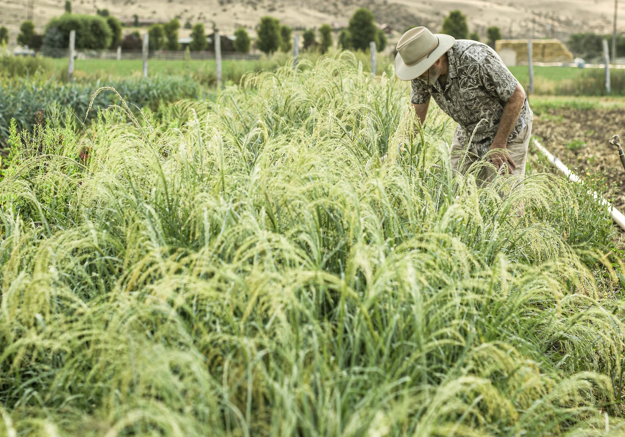 Teff Company (Maskal Teff)