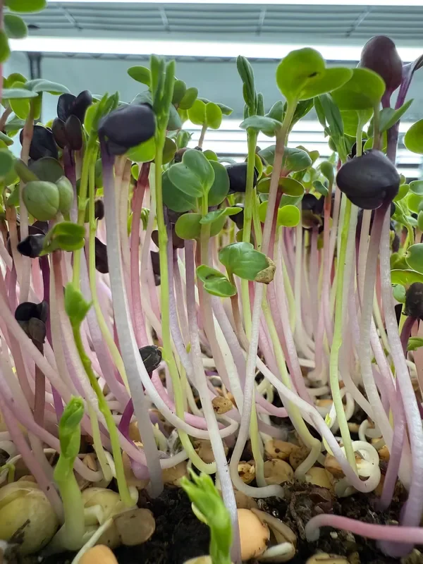 Mama Knows Best Microgreens