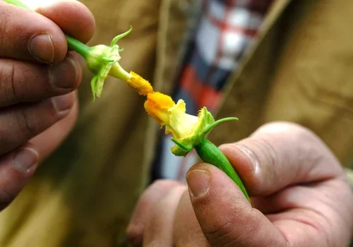 Row 7 Seed Co. – Grown by Peralta Farms