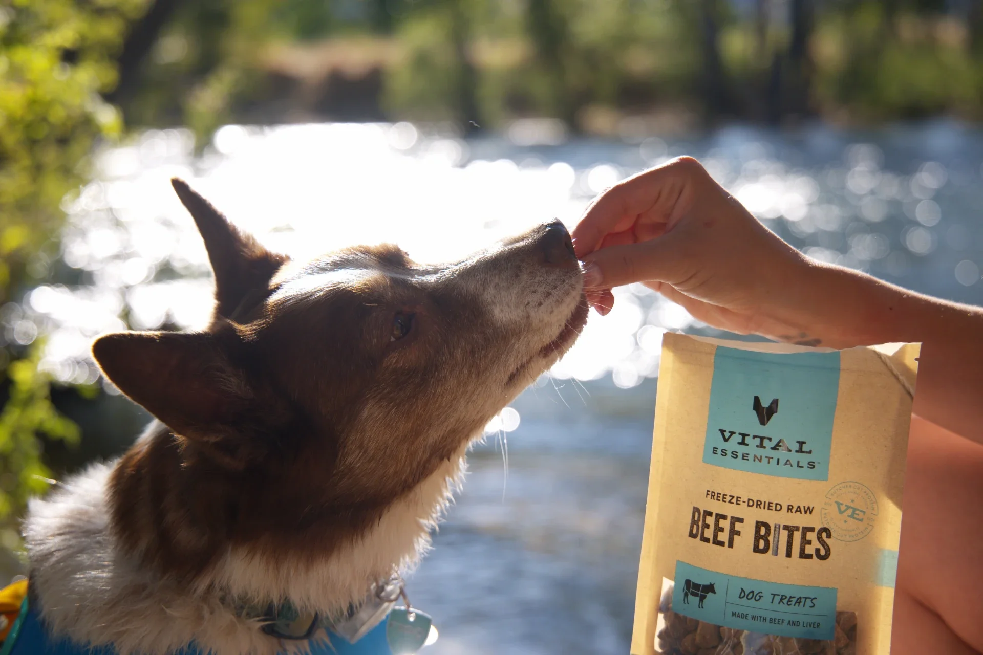 A dog with a leash enjoying a treat offered by a person outdoors near a body of water with a tea background. The dog appears to be interested in the treat, which is a bag of beef bites.