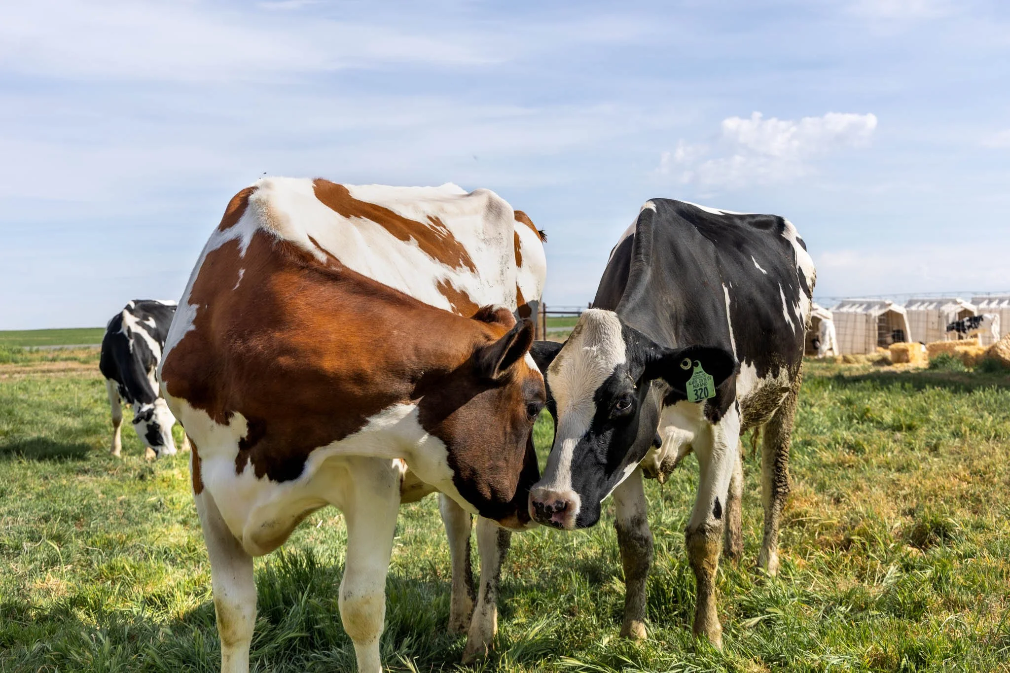 Group of cows standing on a grassy field under a partly cloudy sky, with farm structures in the background.