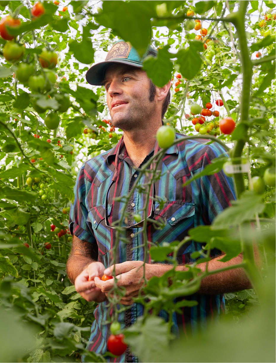 A man wearing a plaid shirt and cap walks through a lush green tomato garden, holding a small tomato in his hand, surrounded by tomato plants with ripening red and green tomatoes.