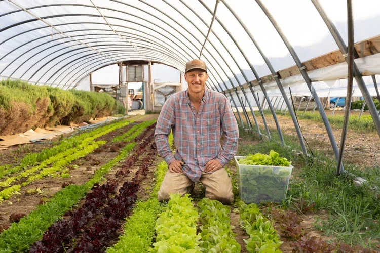 A man kneeling in a greenhouse surrounded by rows of green and red lettuce, holding a container of freshly picked lettuce.