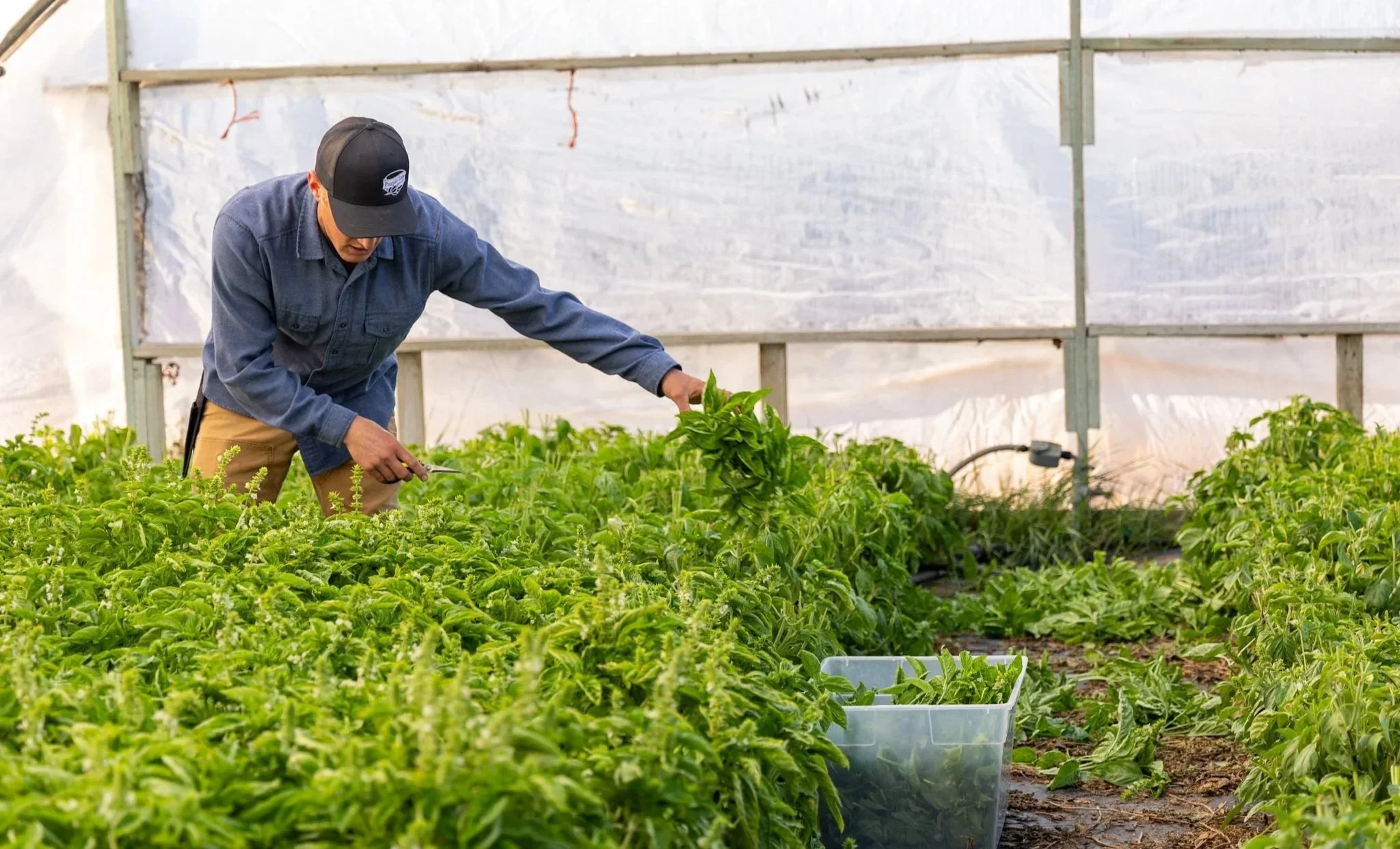 A person in a greenhouse tending to growing plants, possibly herbs, with a focus on the lush green foliage.
