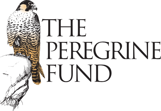Illustration of a peregrine falcon perched on a branch with the text 'The Peregrine Fund' in black on a dark background.