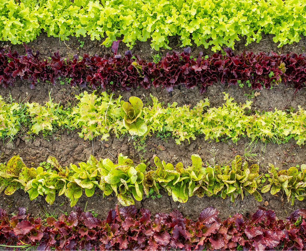 Rows of various leafy greens growing in a garden bed, including red and green lettuce.