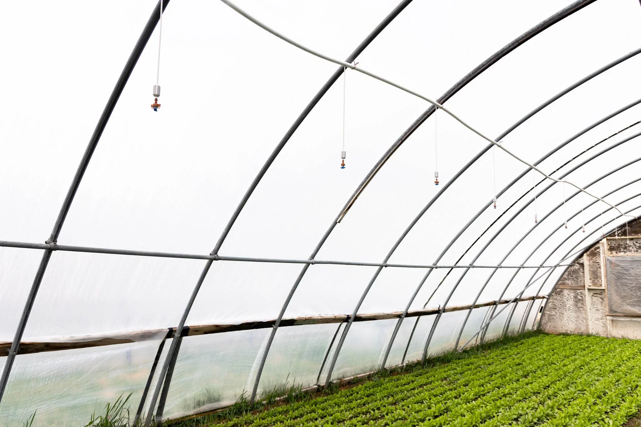 Inside a greenhouse with curved metal supports, plastic sheeting, hanging irrigation sprayers, and green ground cover plants.