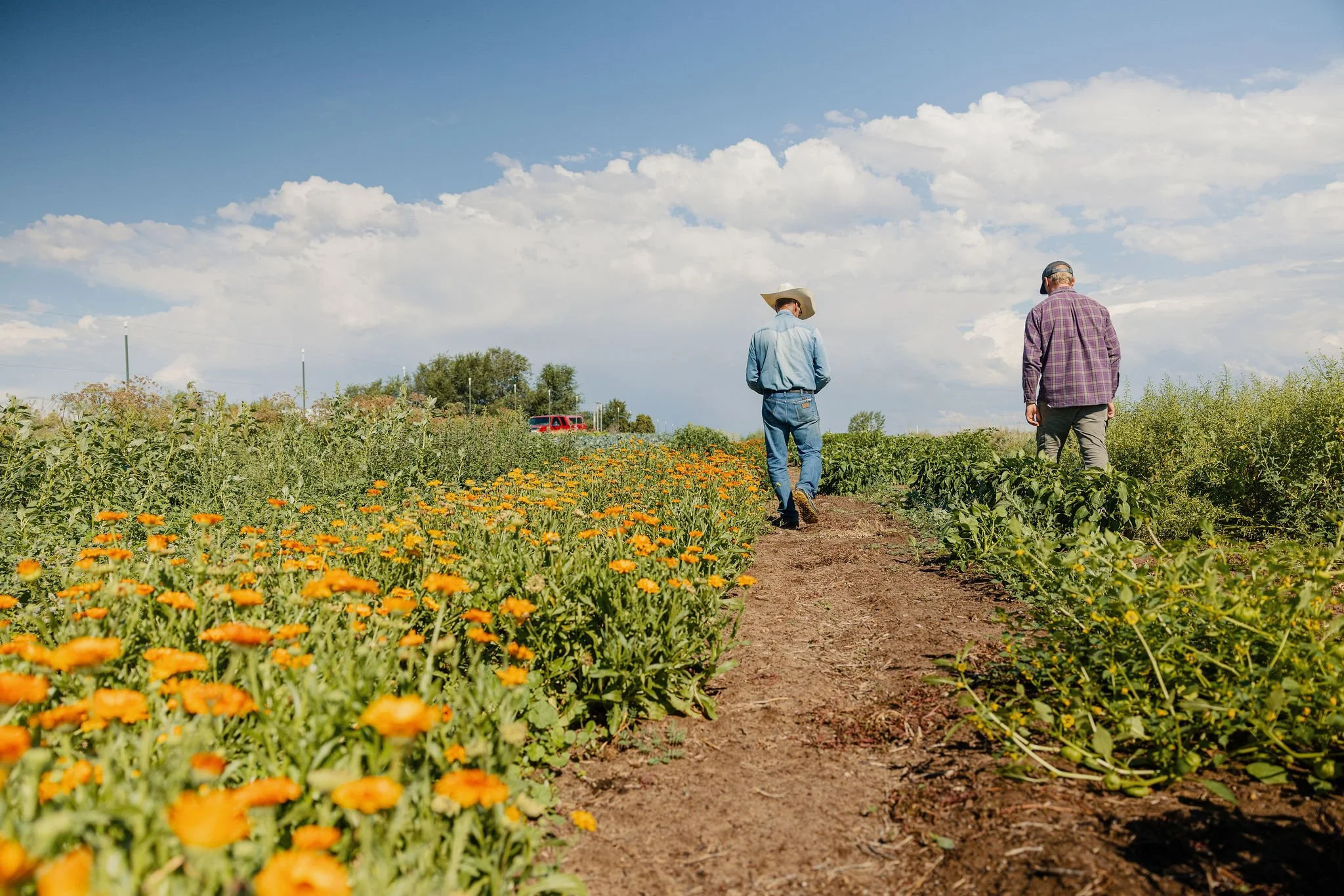 Two men walking along a farm or garden path surrounded by green plants and orange flowers under a blue sky with scattered clouds.