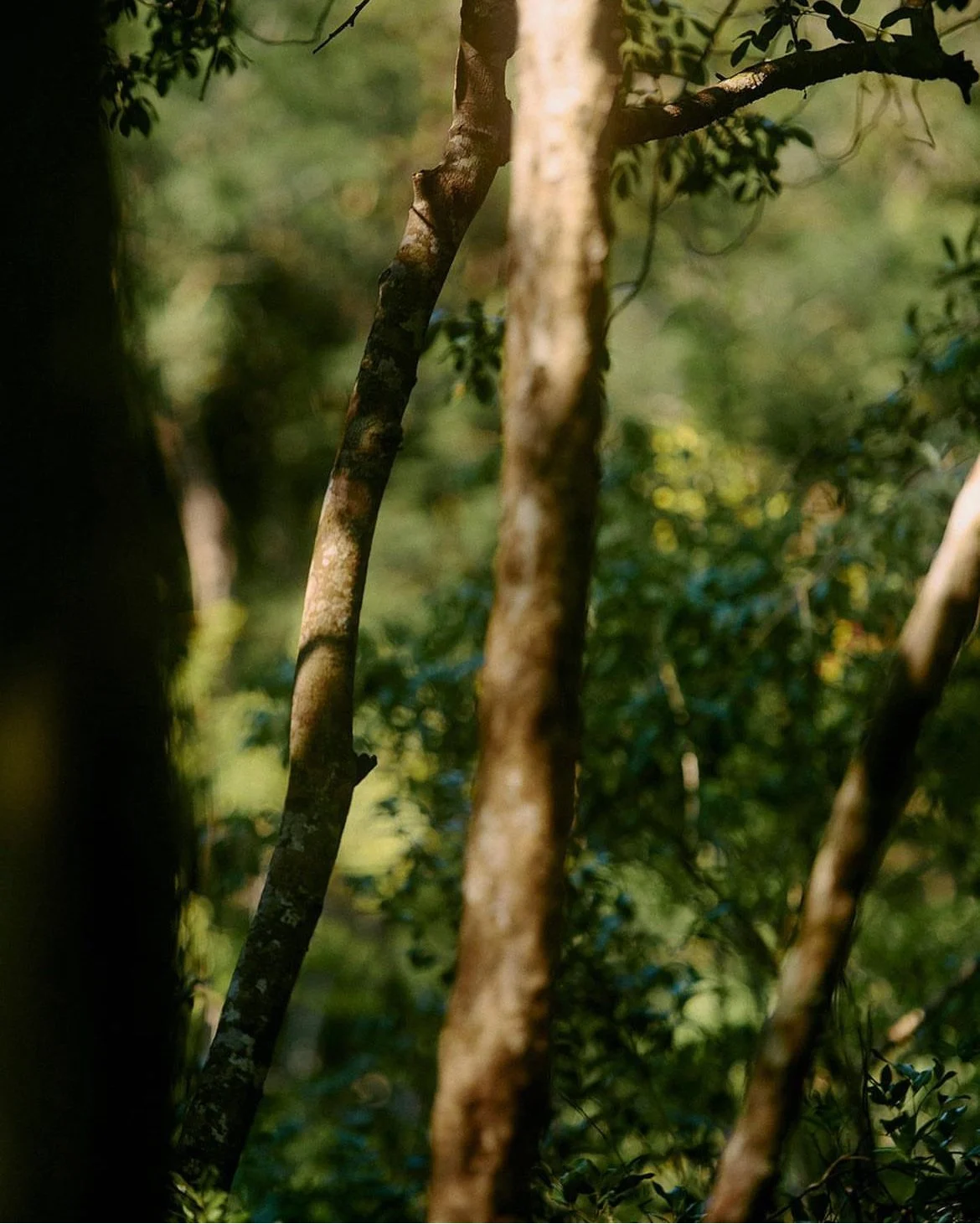 Rame et branches d'arbres dans une forêt dense, avec un arrière-plan flou de feuillage vert.