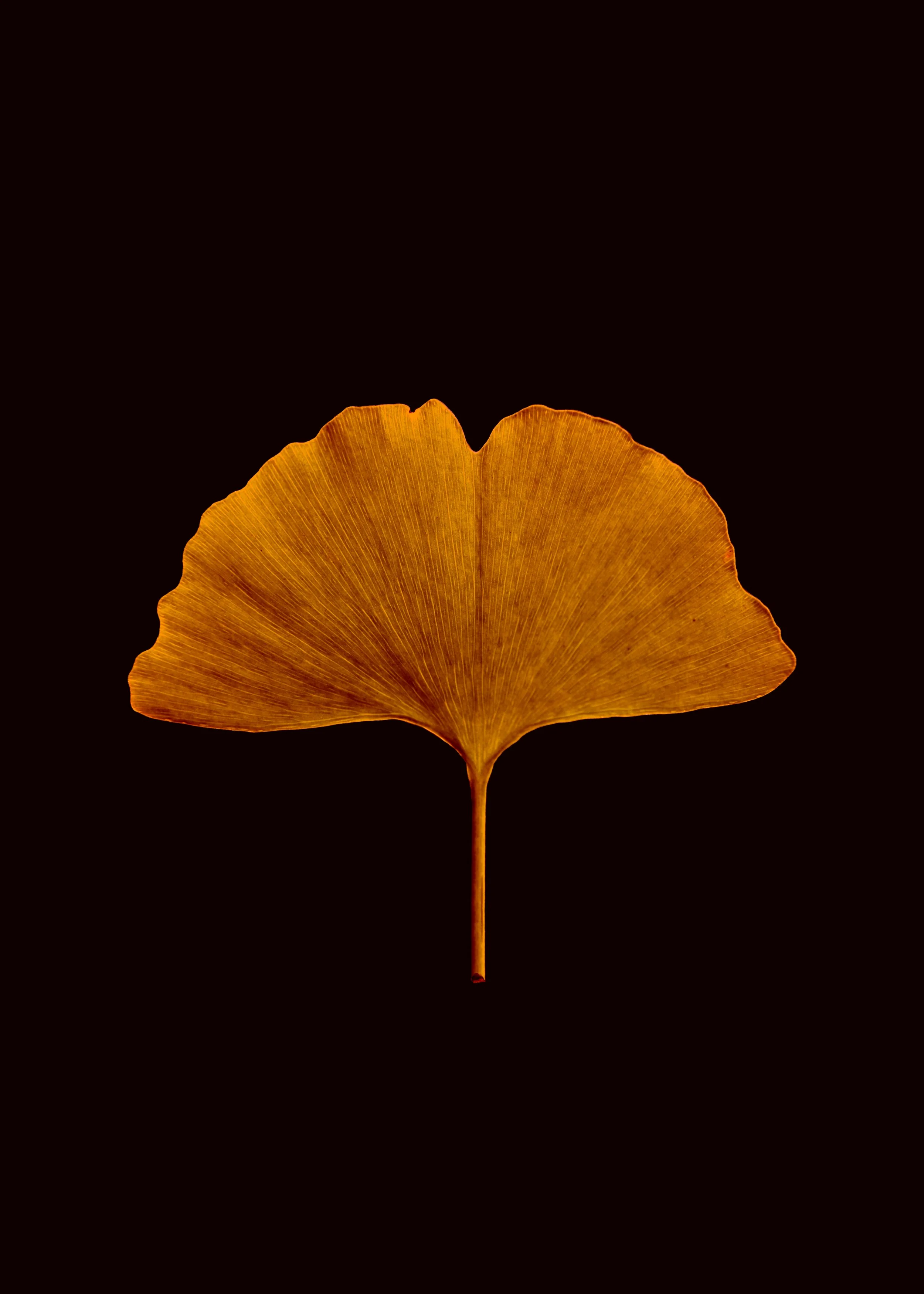 Une feuille de ginkgo dorée suspendue contre un fond noir.