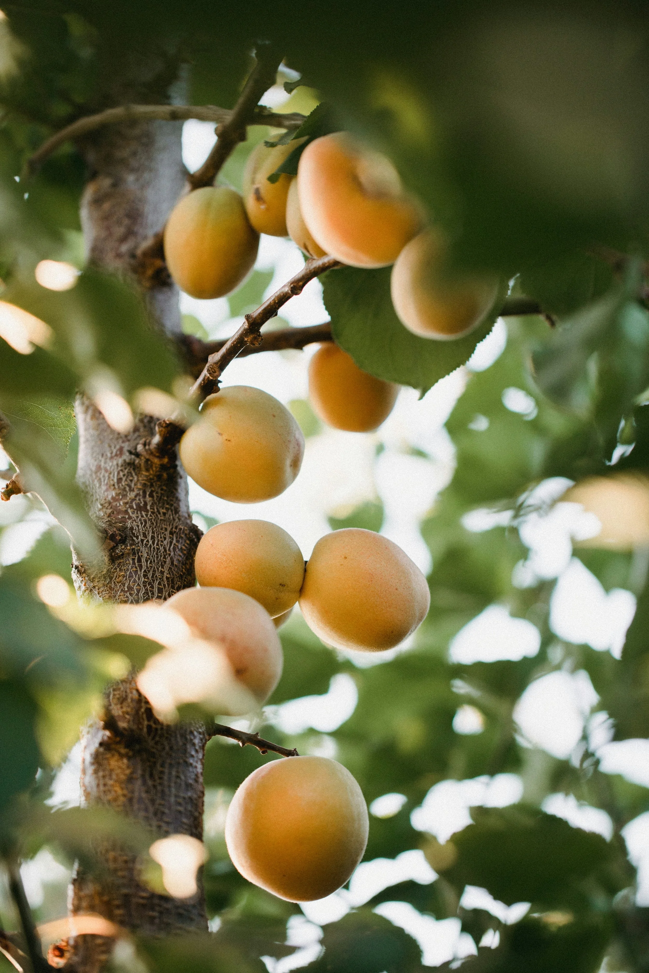 Raisin jaune mûr suspendu dans un arbre avec des feuilles vertes en arrière-plan.