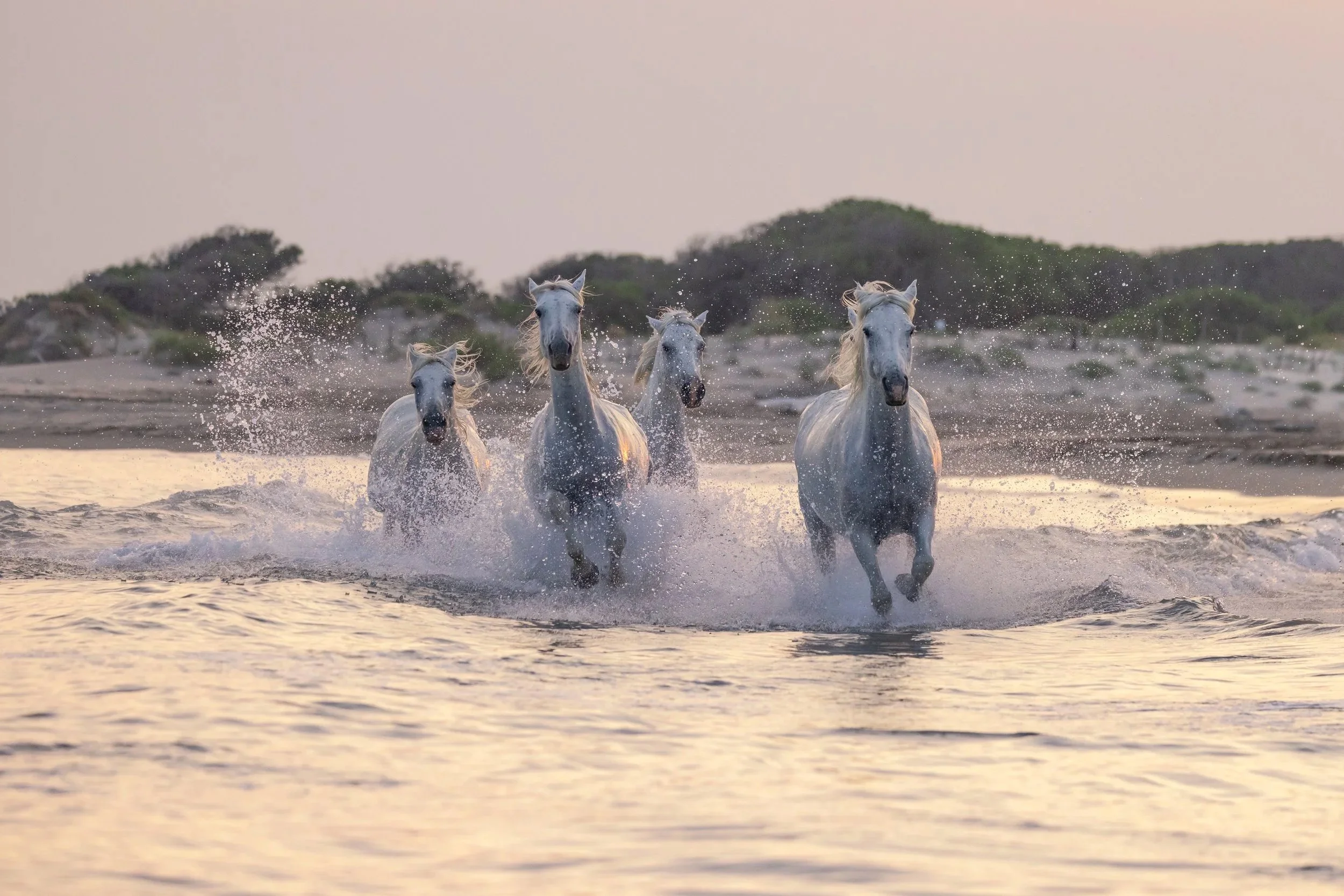 Wild Horses