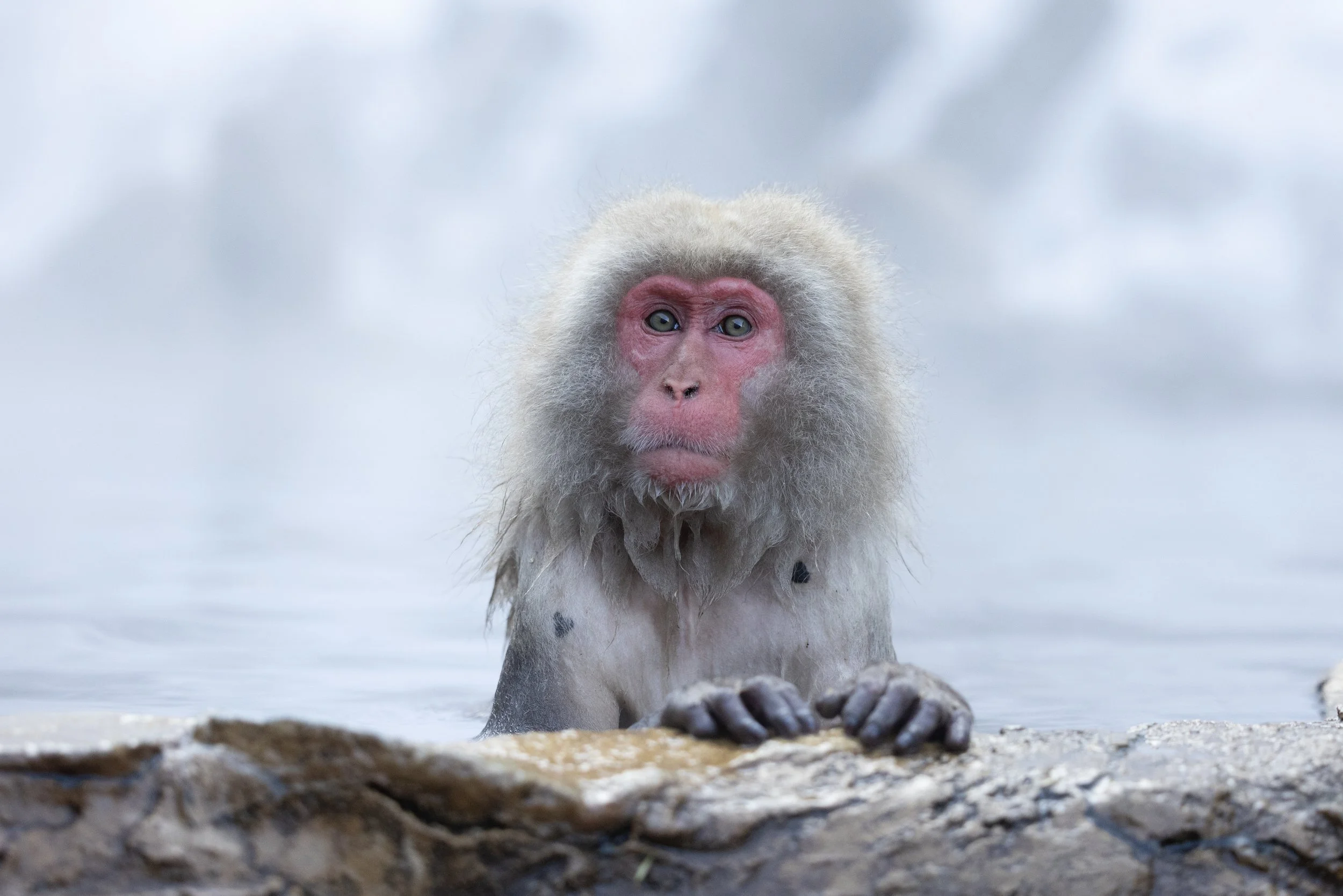 Snow Monkeys