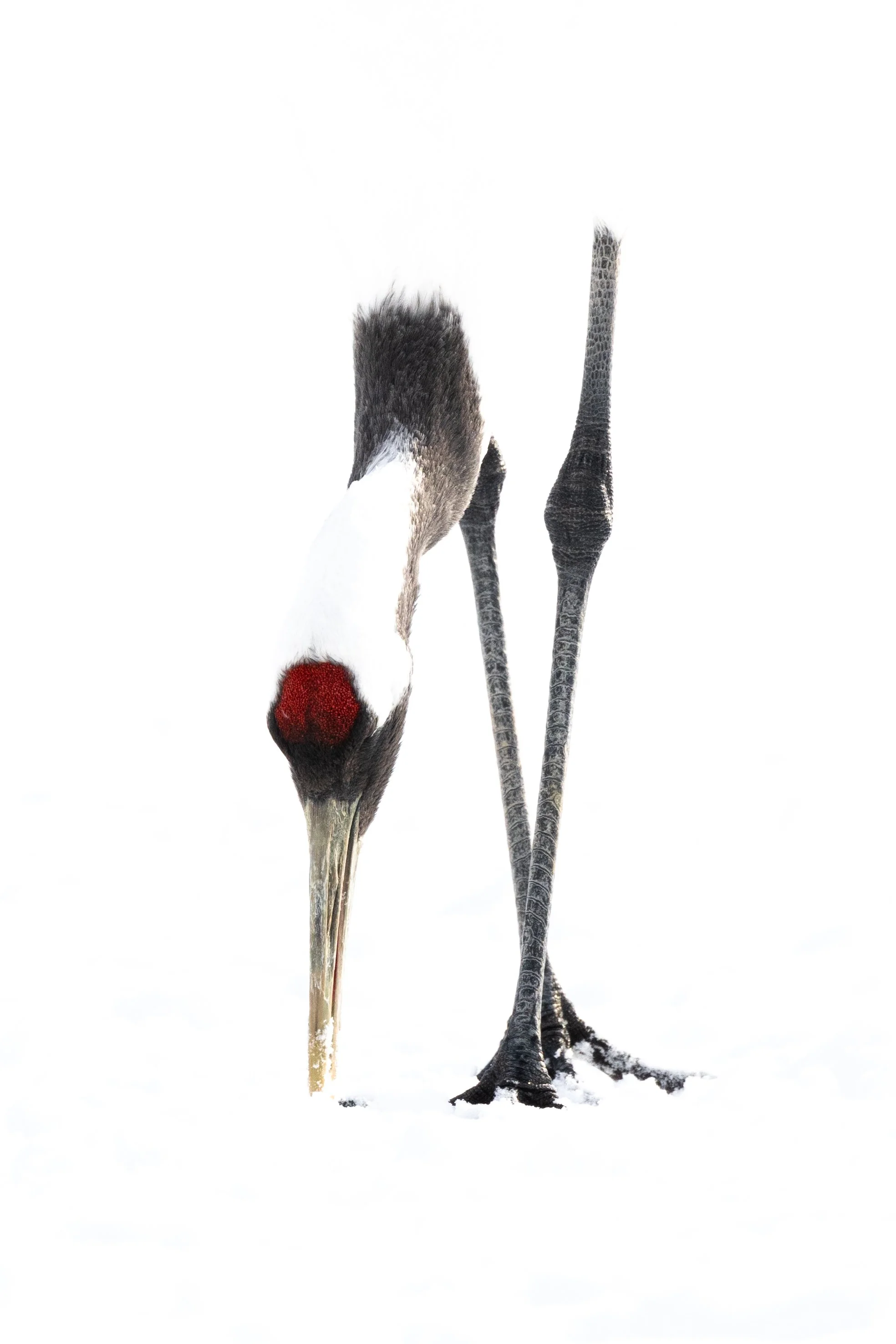 2R1A8546.jpg