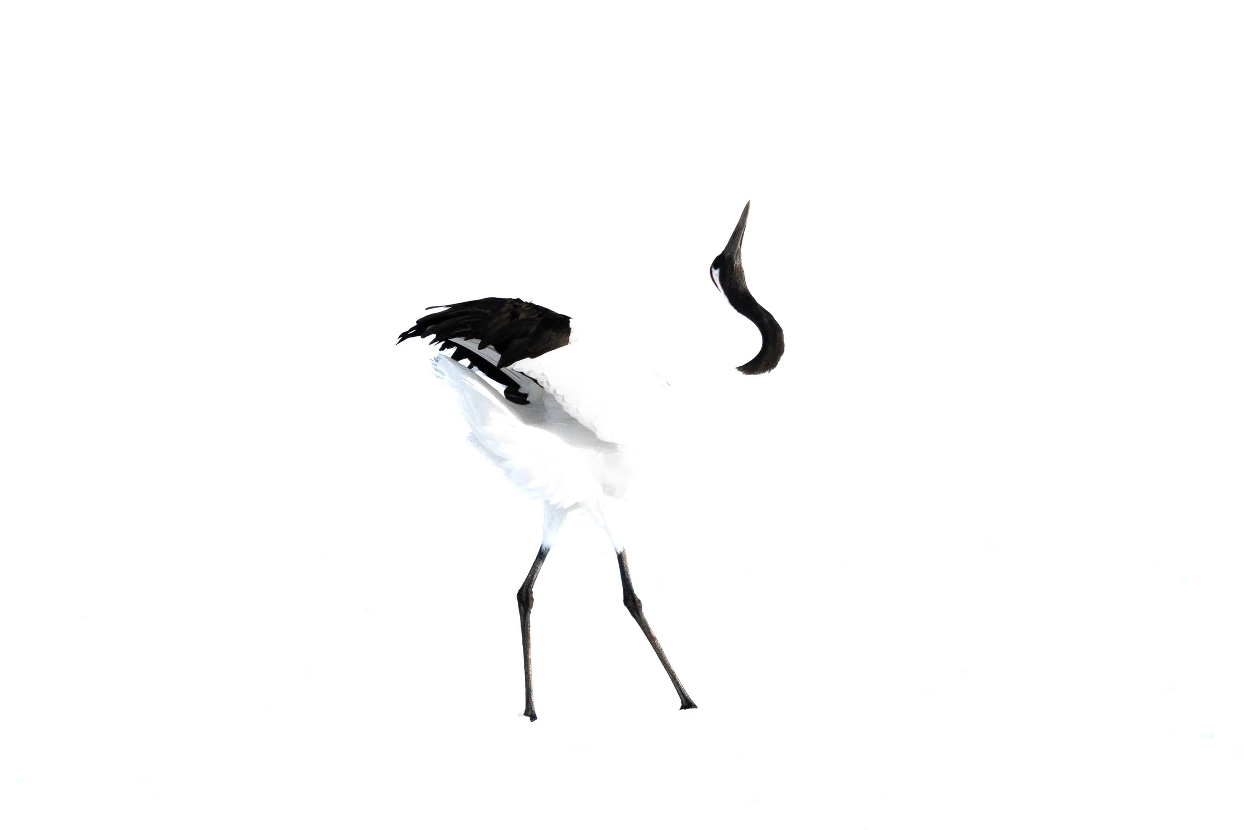 2R1A7351.jpg
