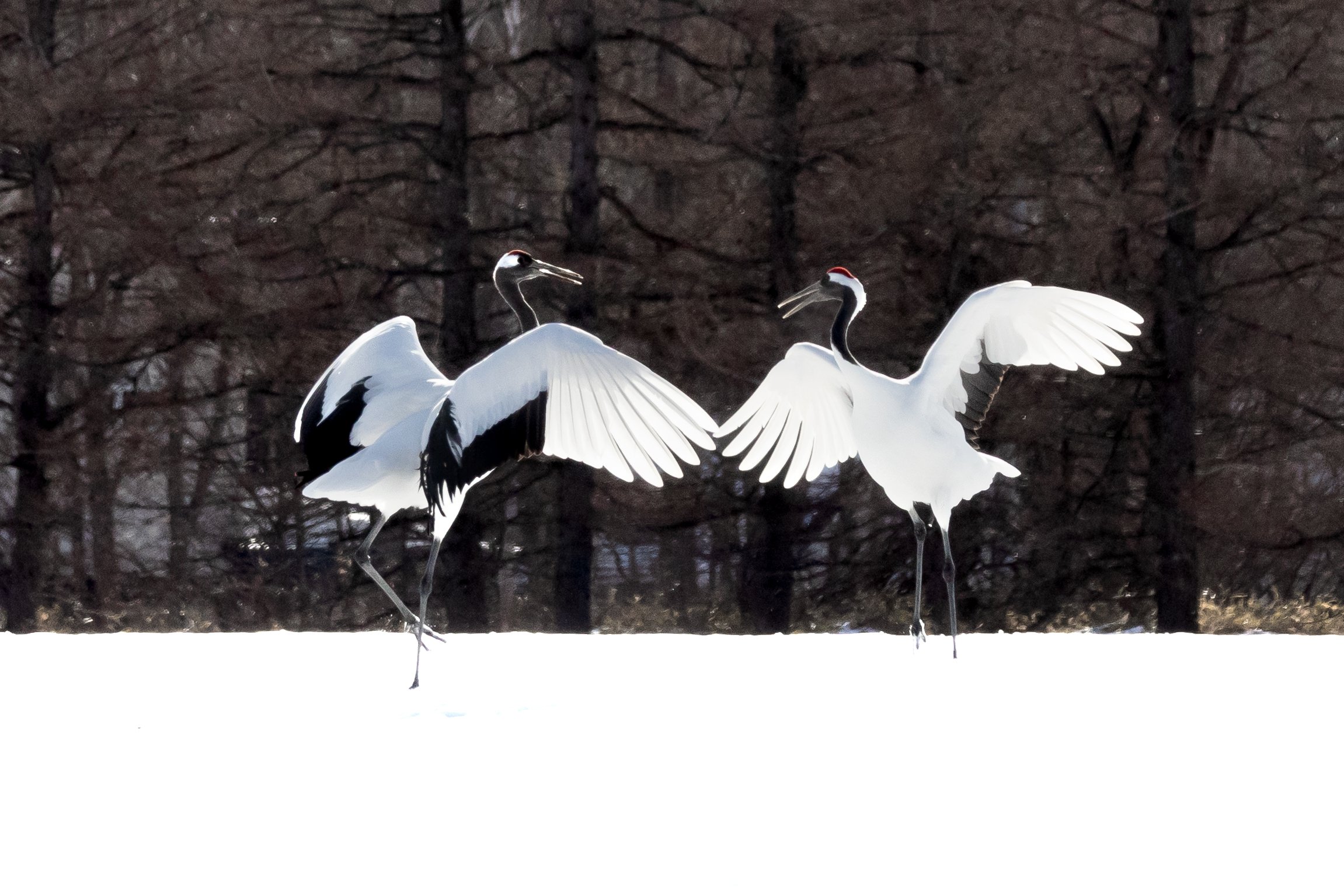 Japanese Crane