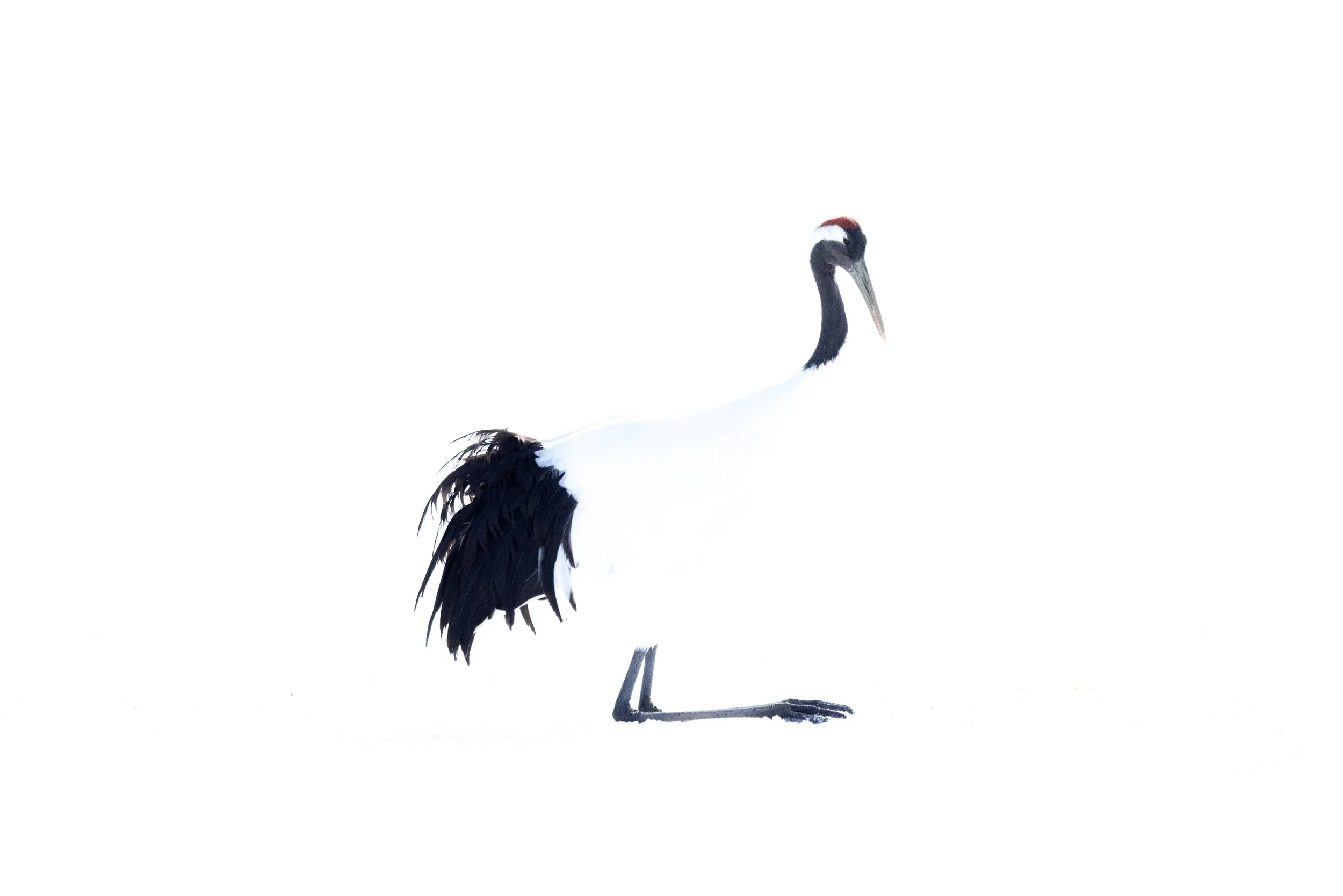 2R1A7748.jpg