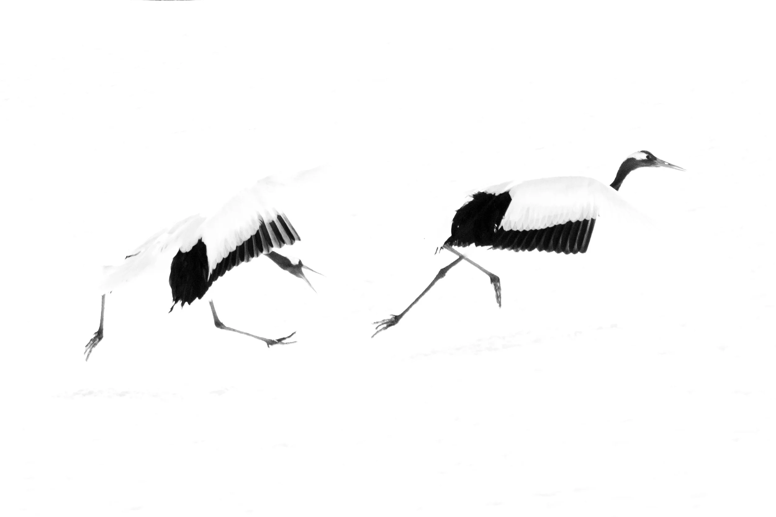 2R1A7796.jpg