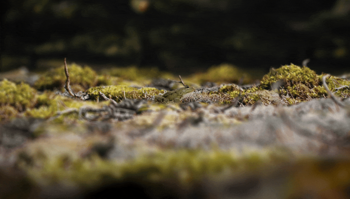 Frog_Gif.gif