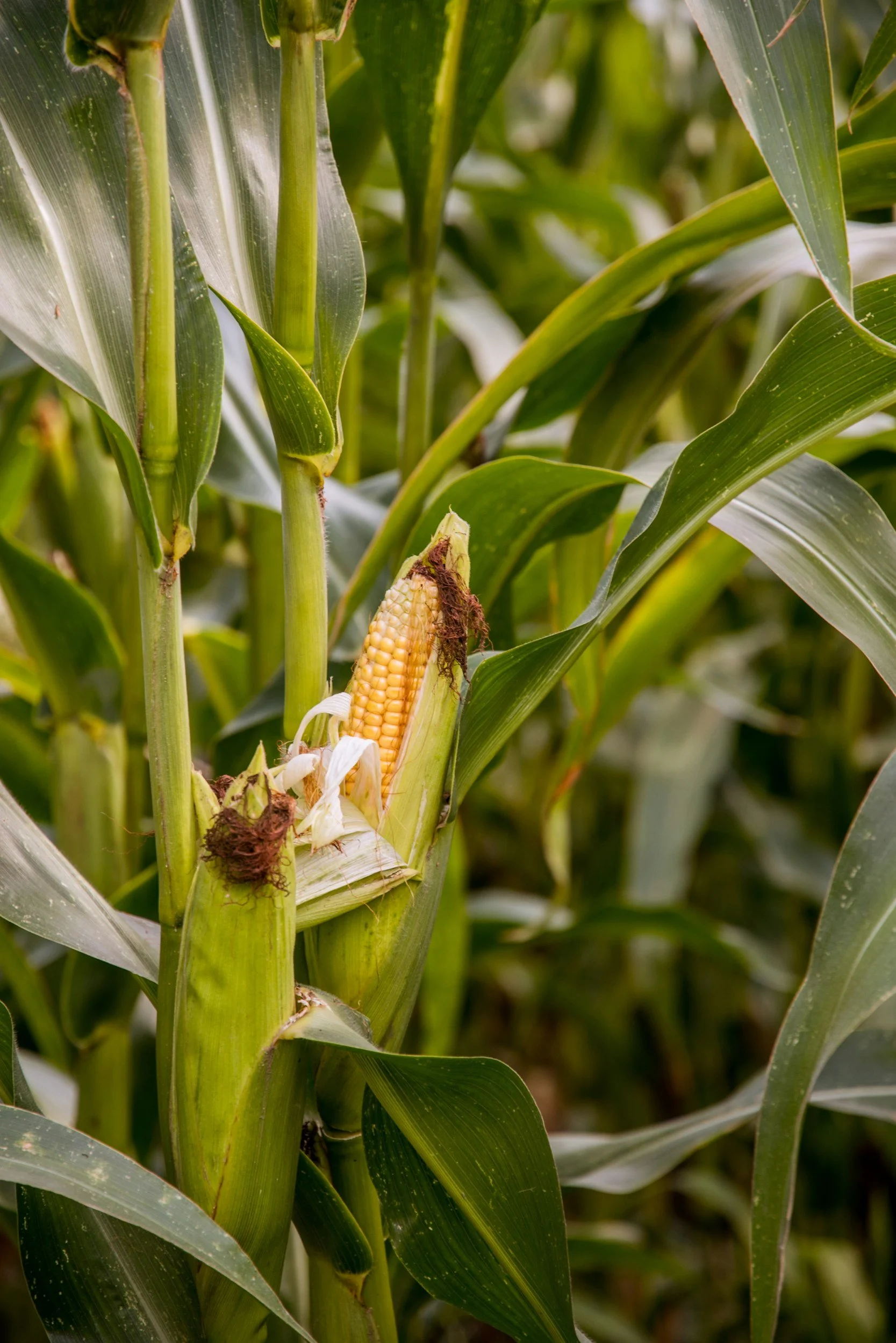 Close-up of a corn plant with a partially exposed ear of corn growing among tall green leaves.