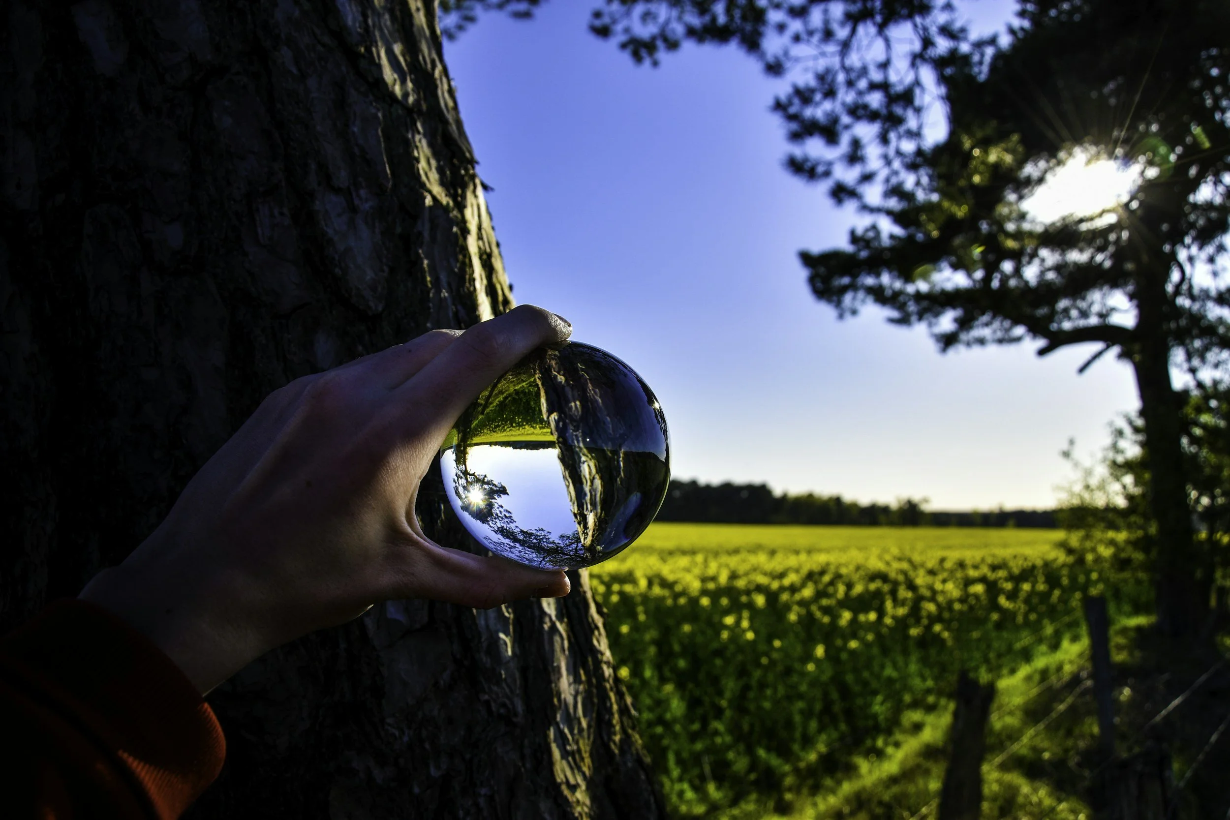 Person holding a clear glass sphere against a tree trunk outdoors with blue sky, green trees, and grassy field in the background.