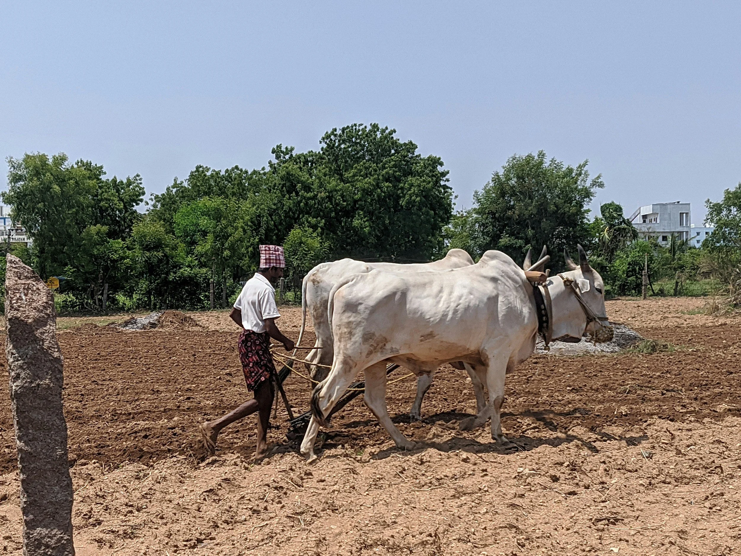 A man guiding a white ox by a rope in a farming area with trees and buildings in the background.