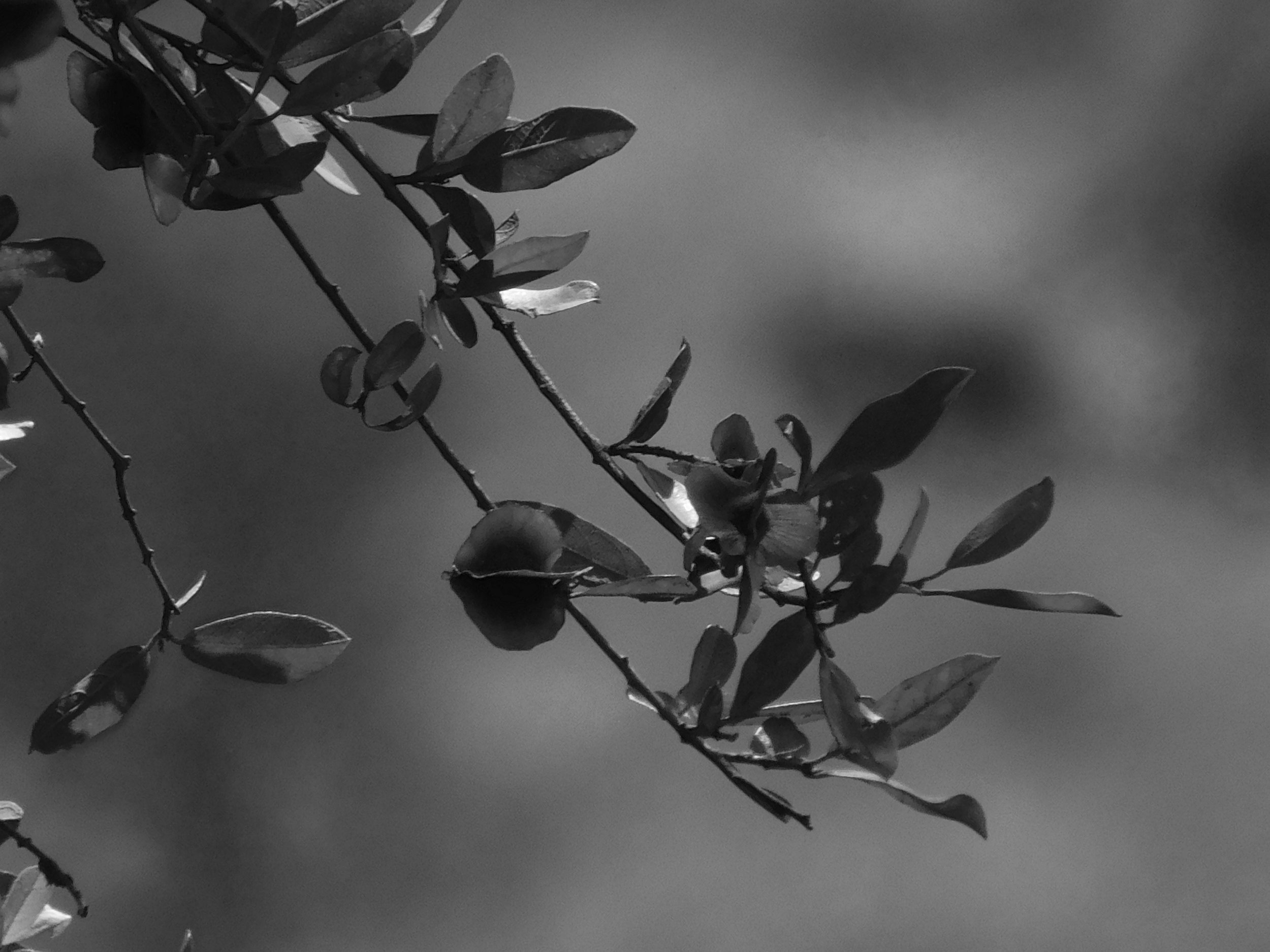 At Rest - Turkiye 