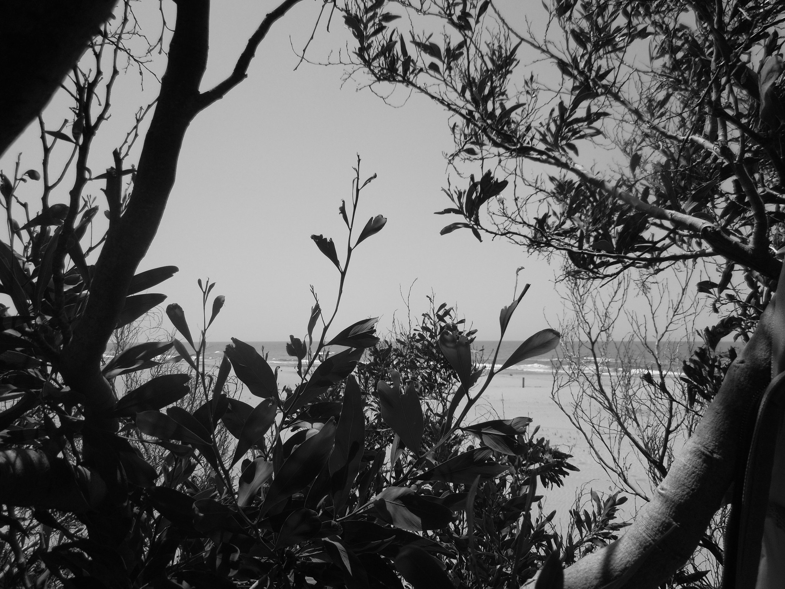 Through the Trees