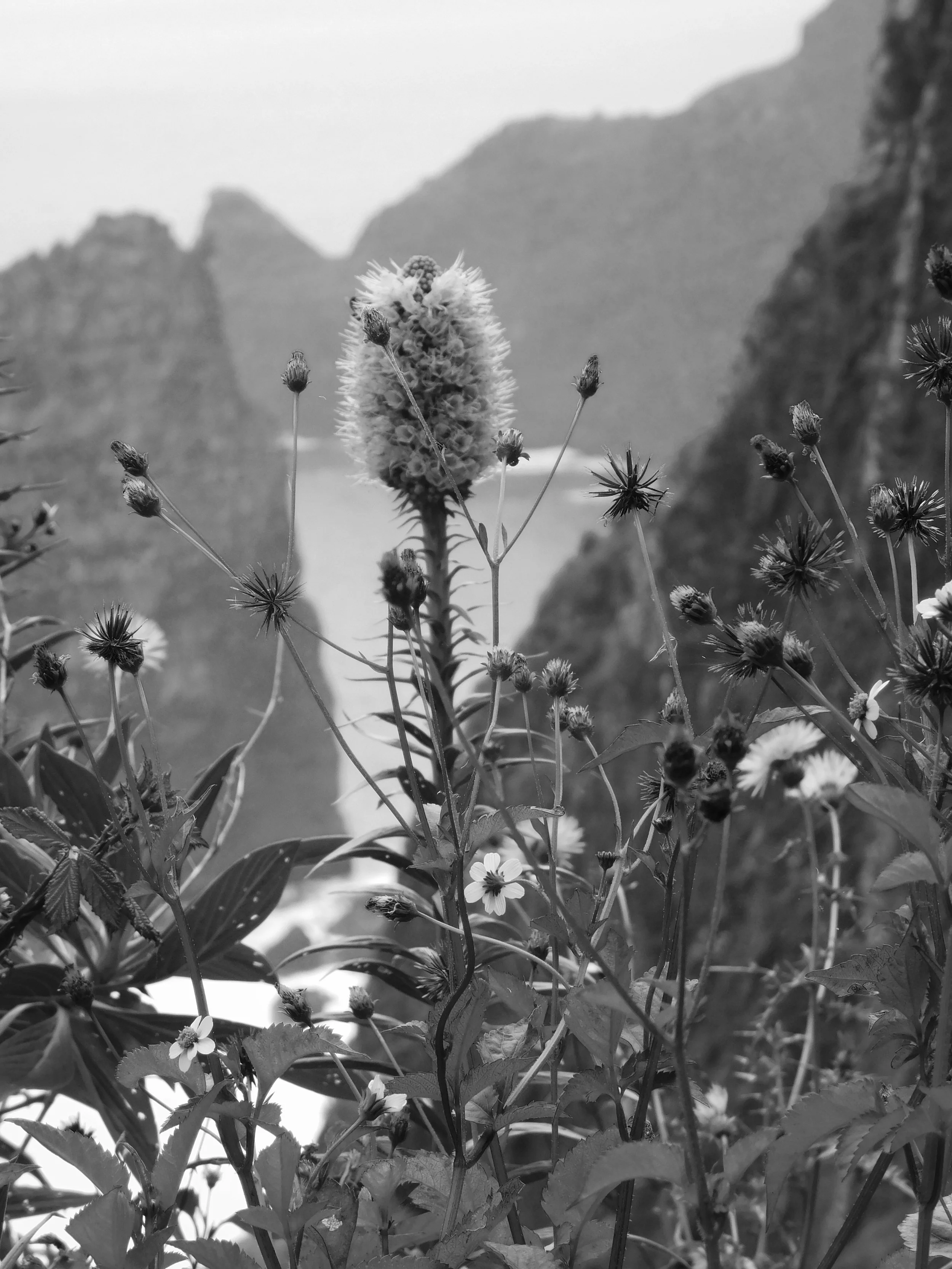Foreground - Madeira