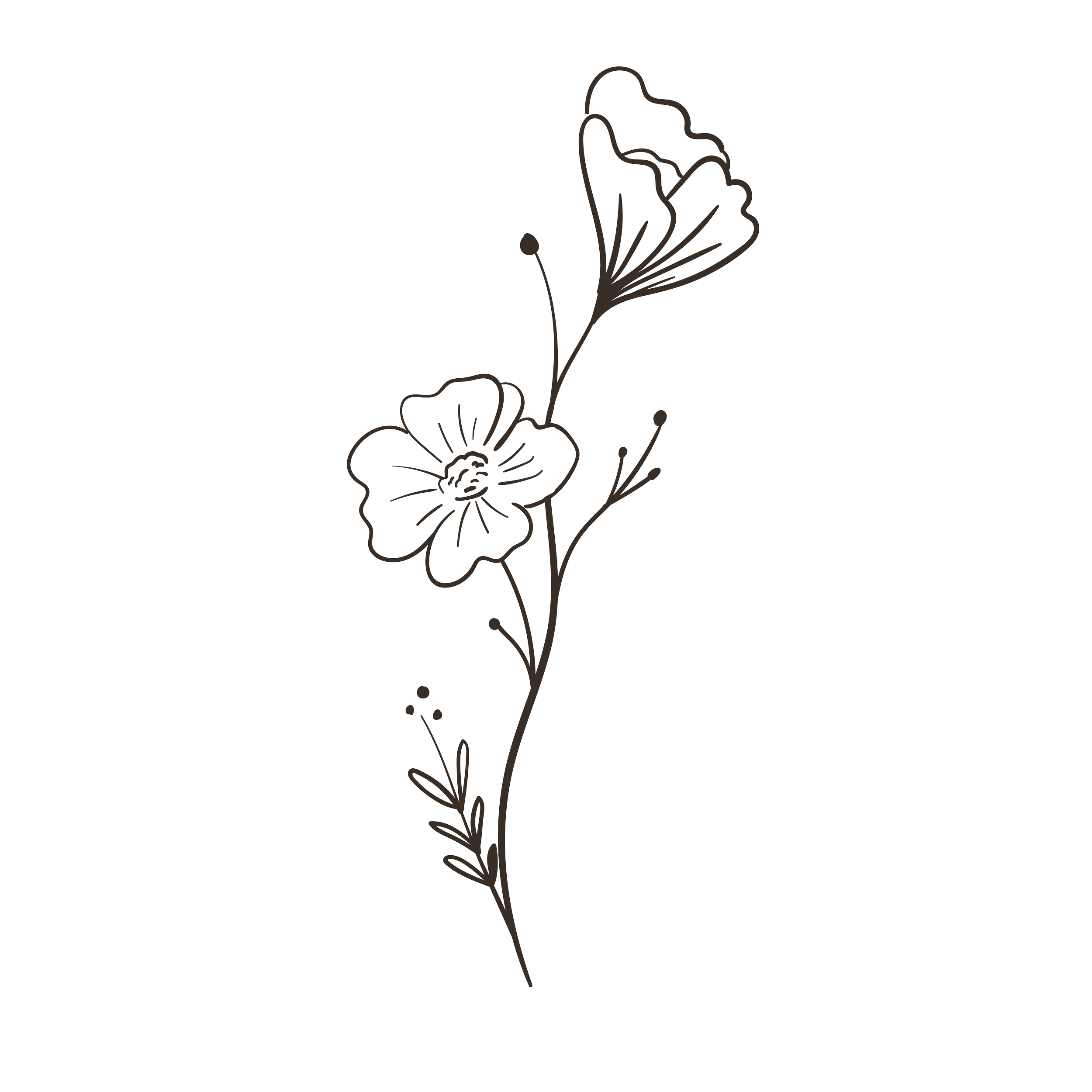 Line art of a flower with a single blossom, leaves, and stems against a black background.